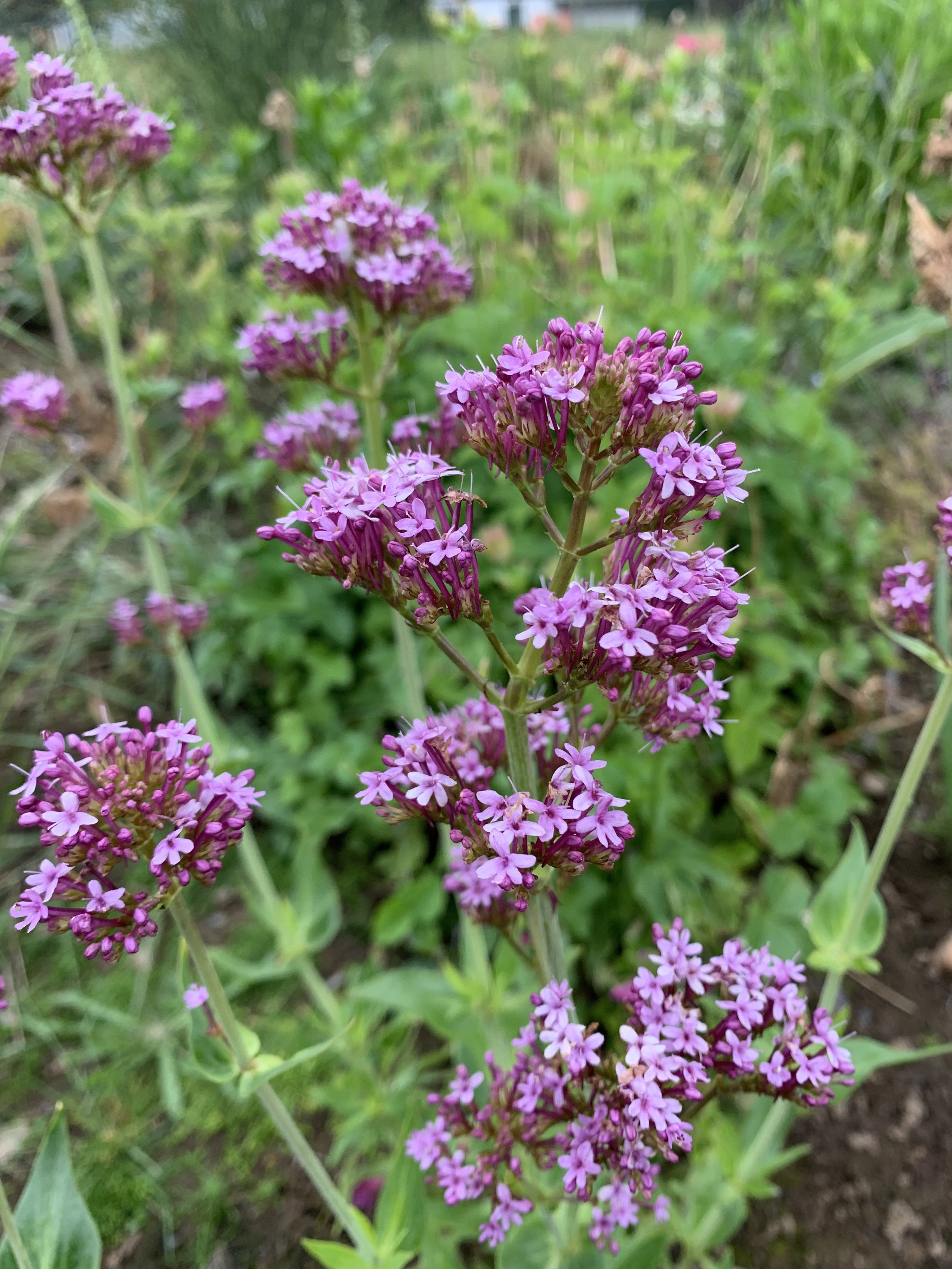 Centranthus lecoqii