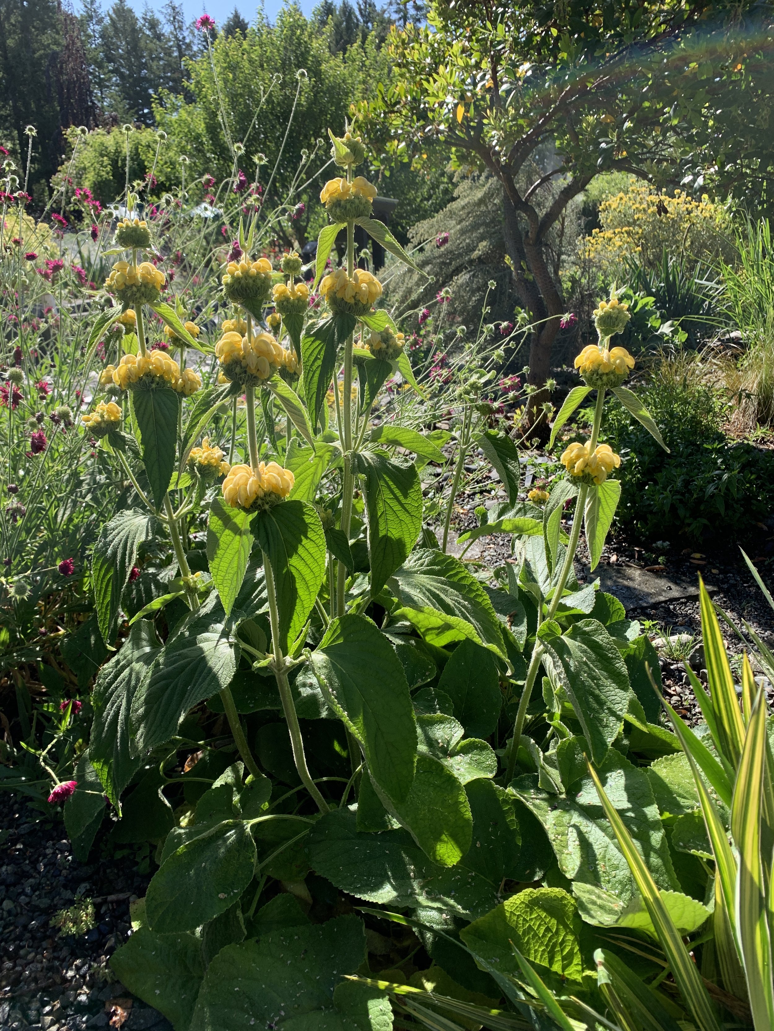 Phlomis russeliana