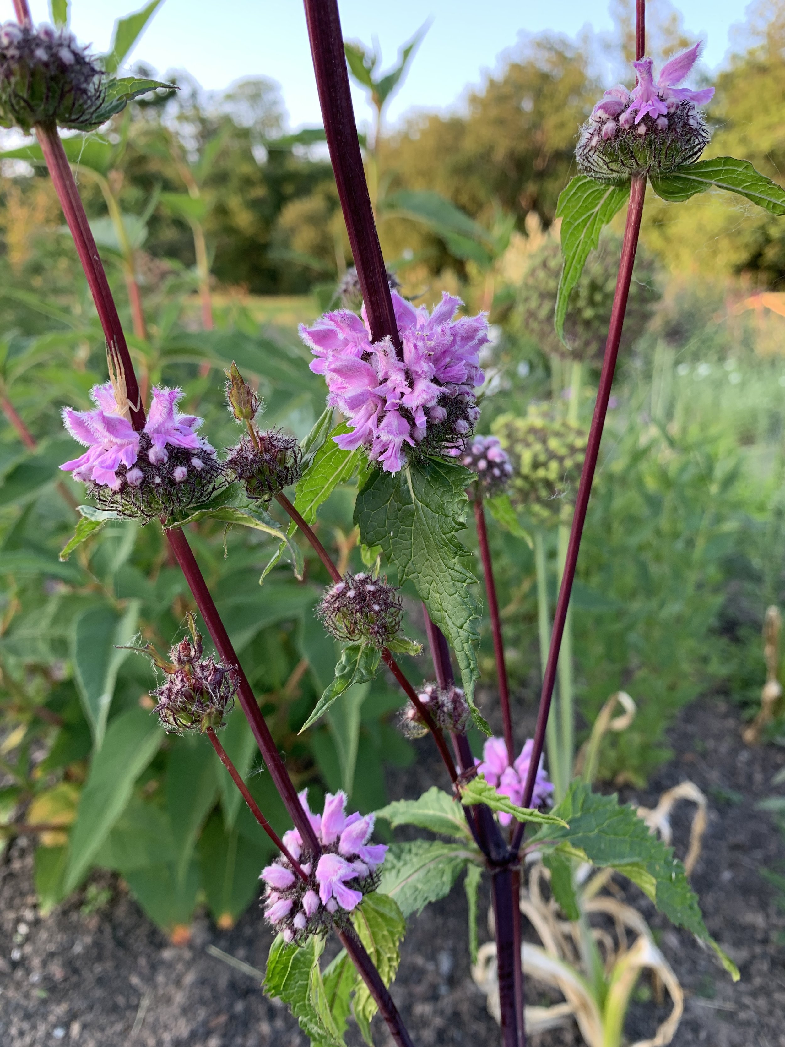 Phlomis tuberosa