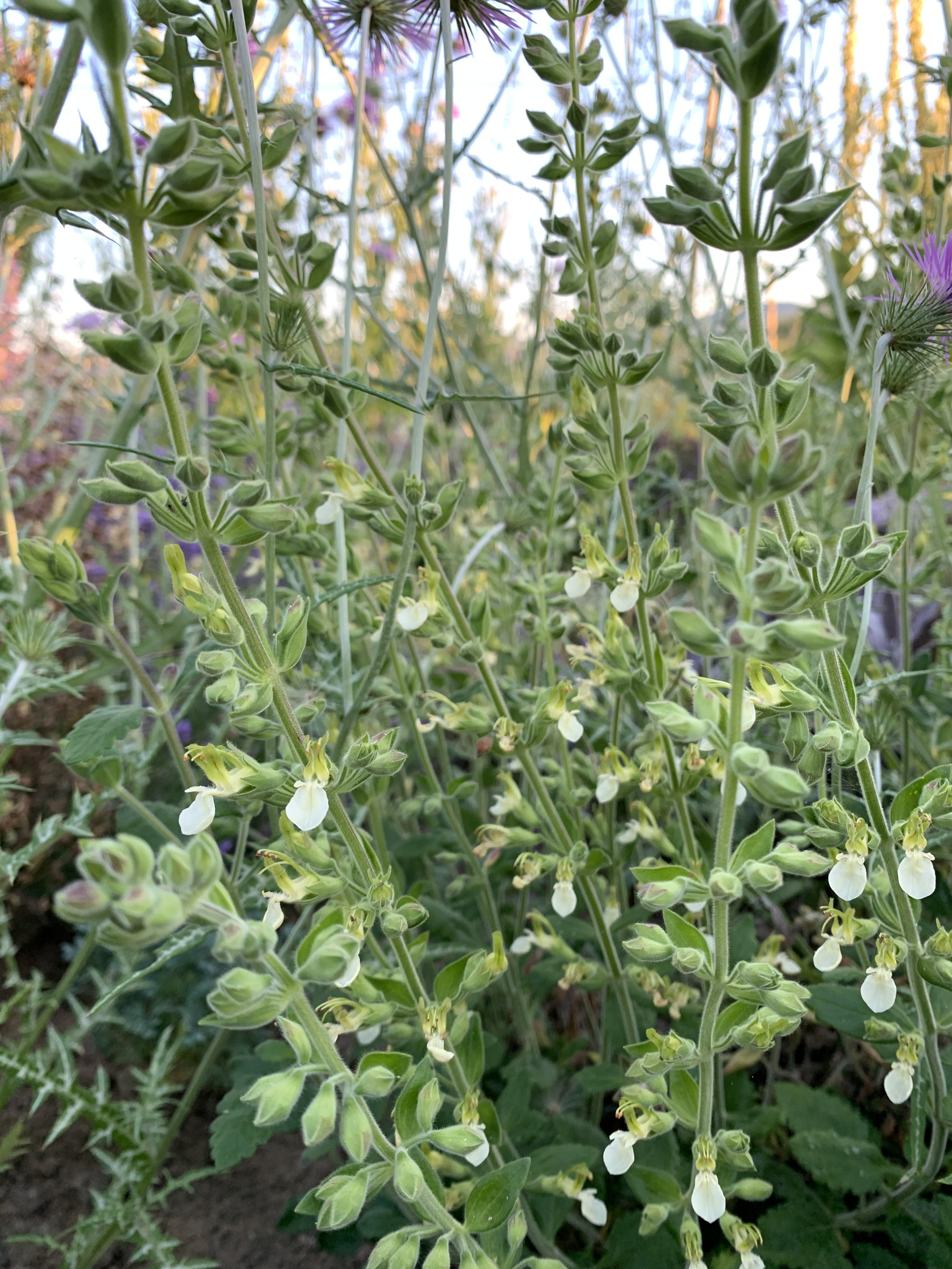 Teucrium flavum