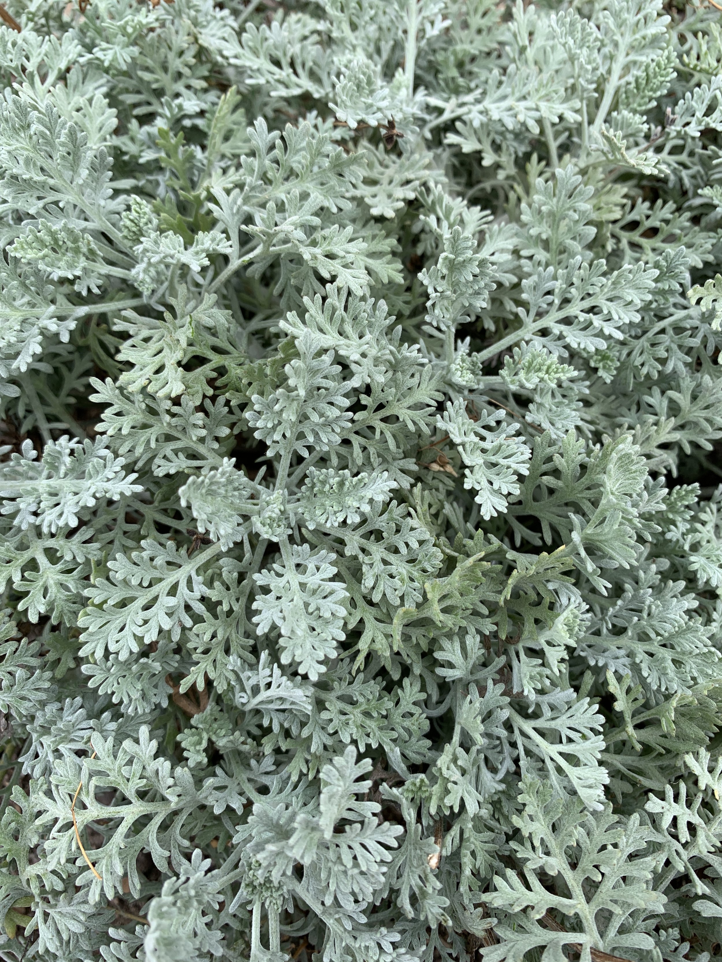 Anthemis punctata ssp. cupaniana