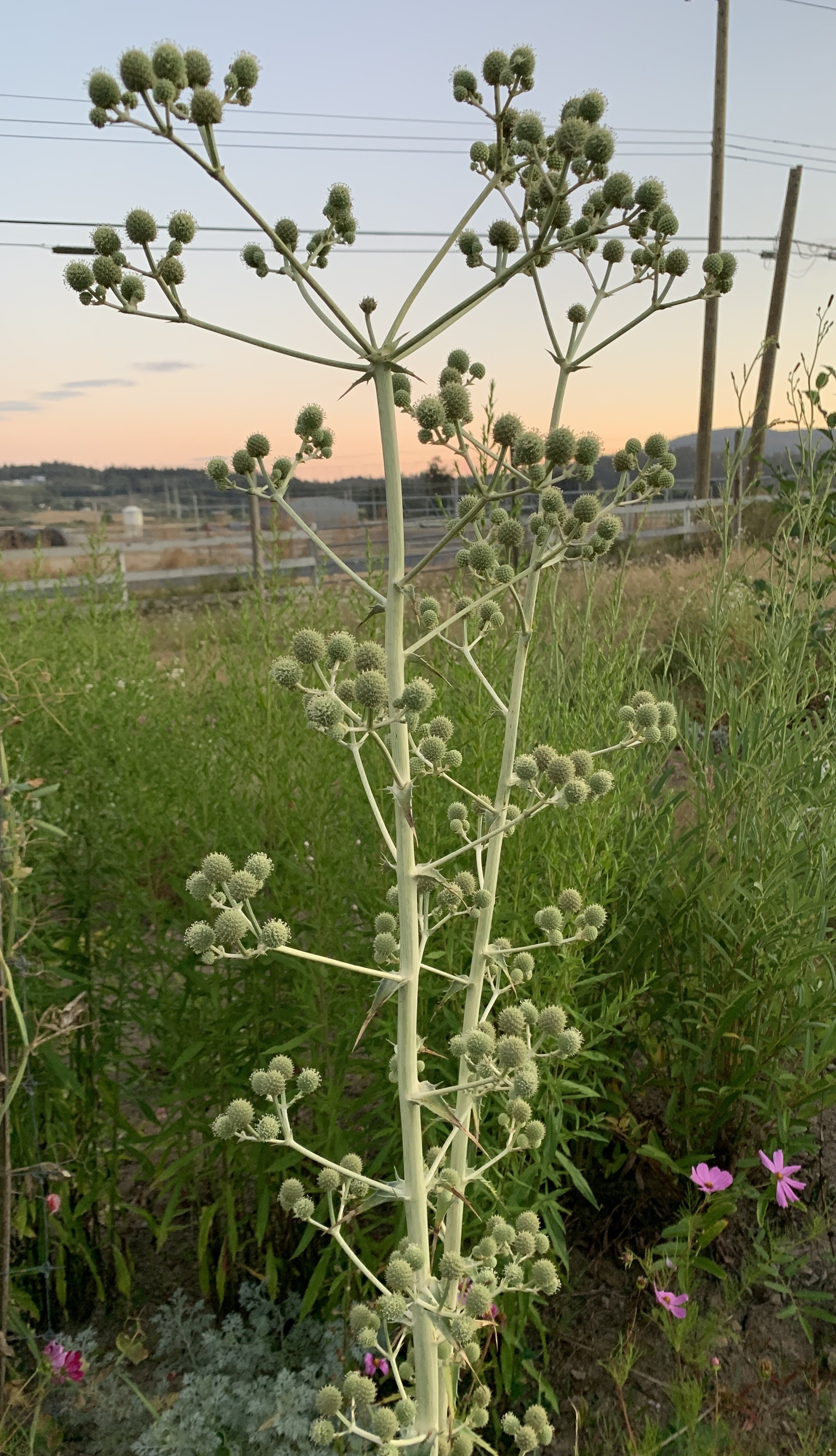 Eryngium paniculatum