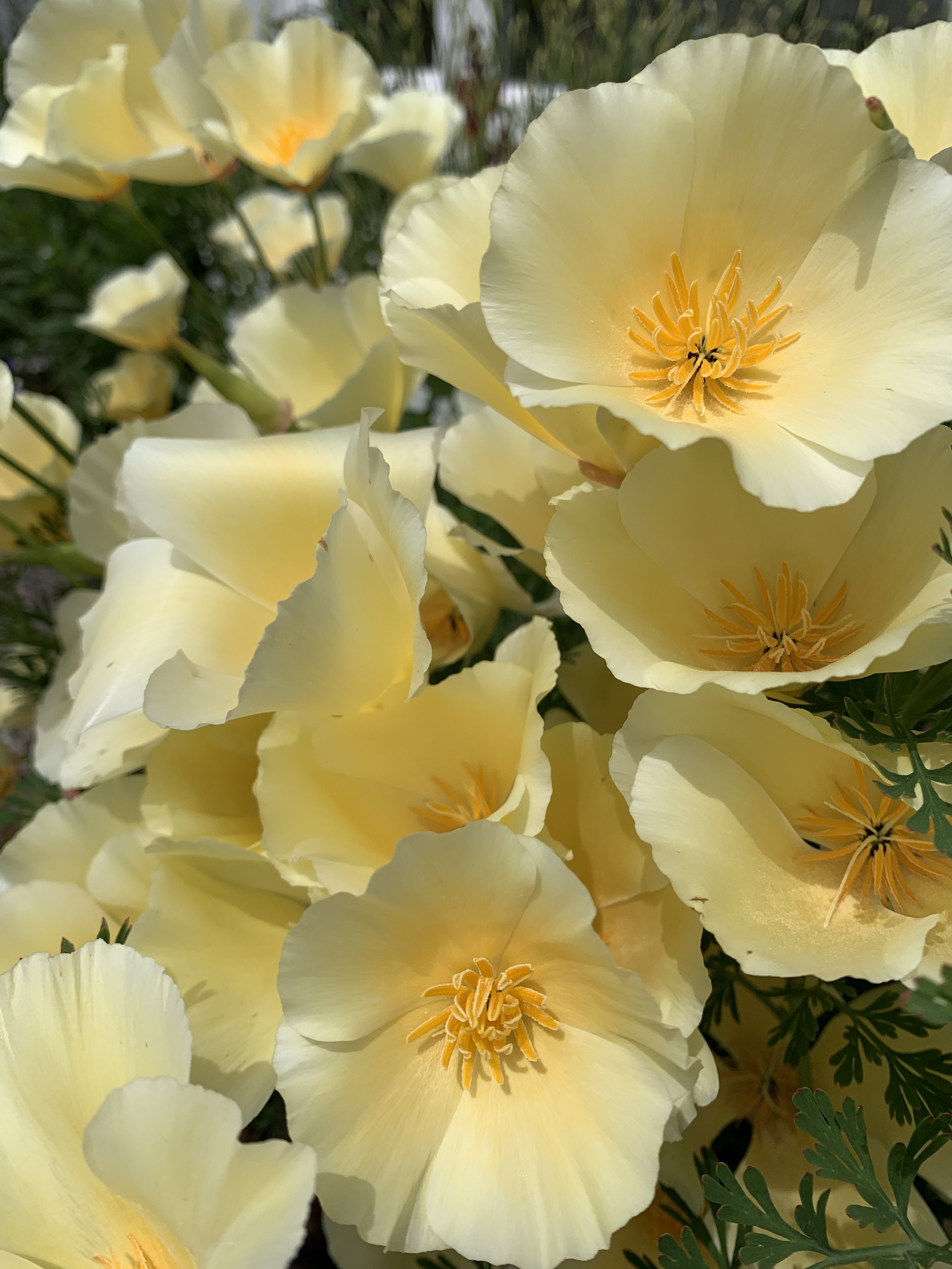 Eschscholzia californica 'Alba'