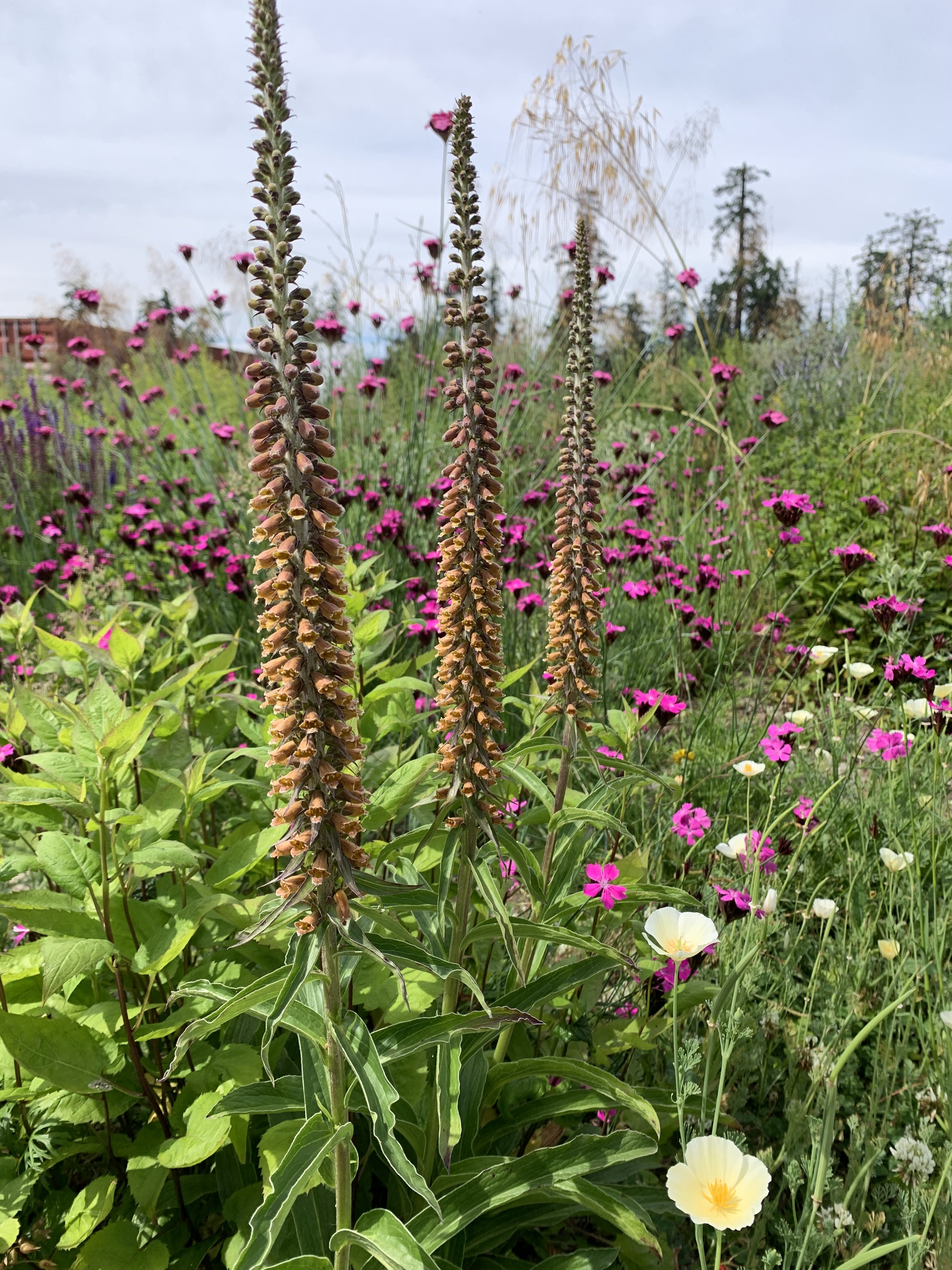 Digitalis parviflora