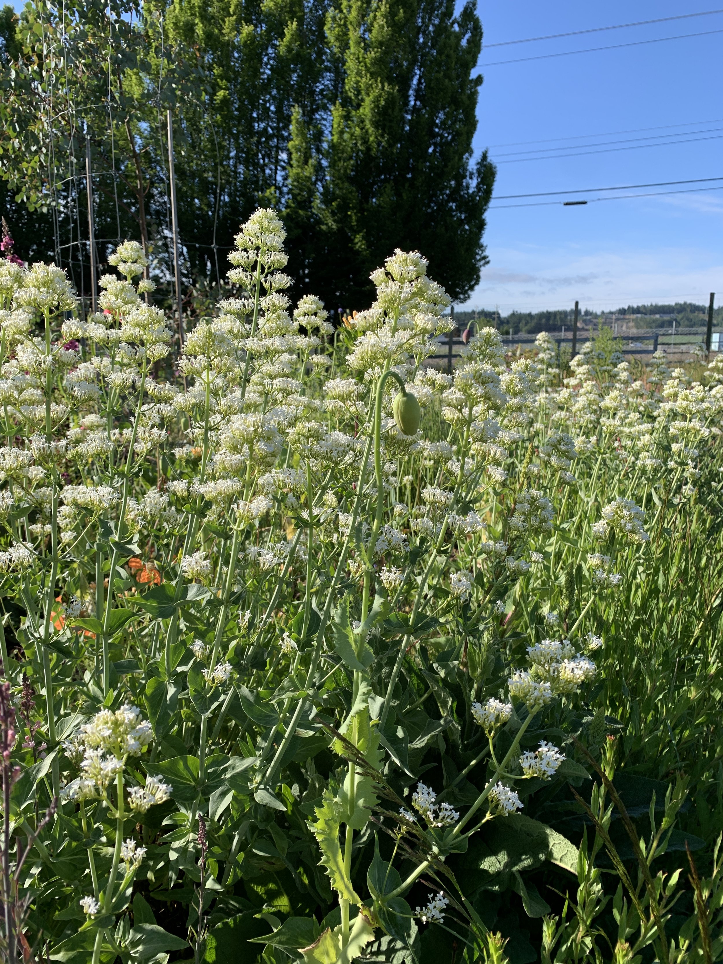 Centranthus ruber 'Album'