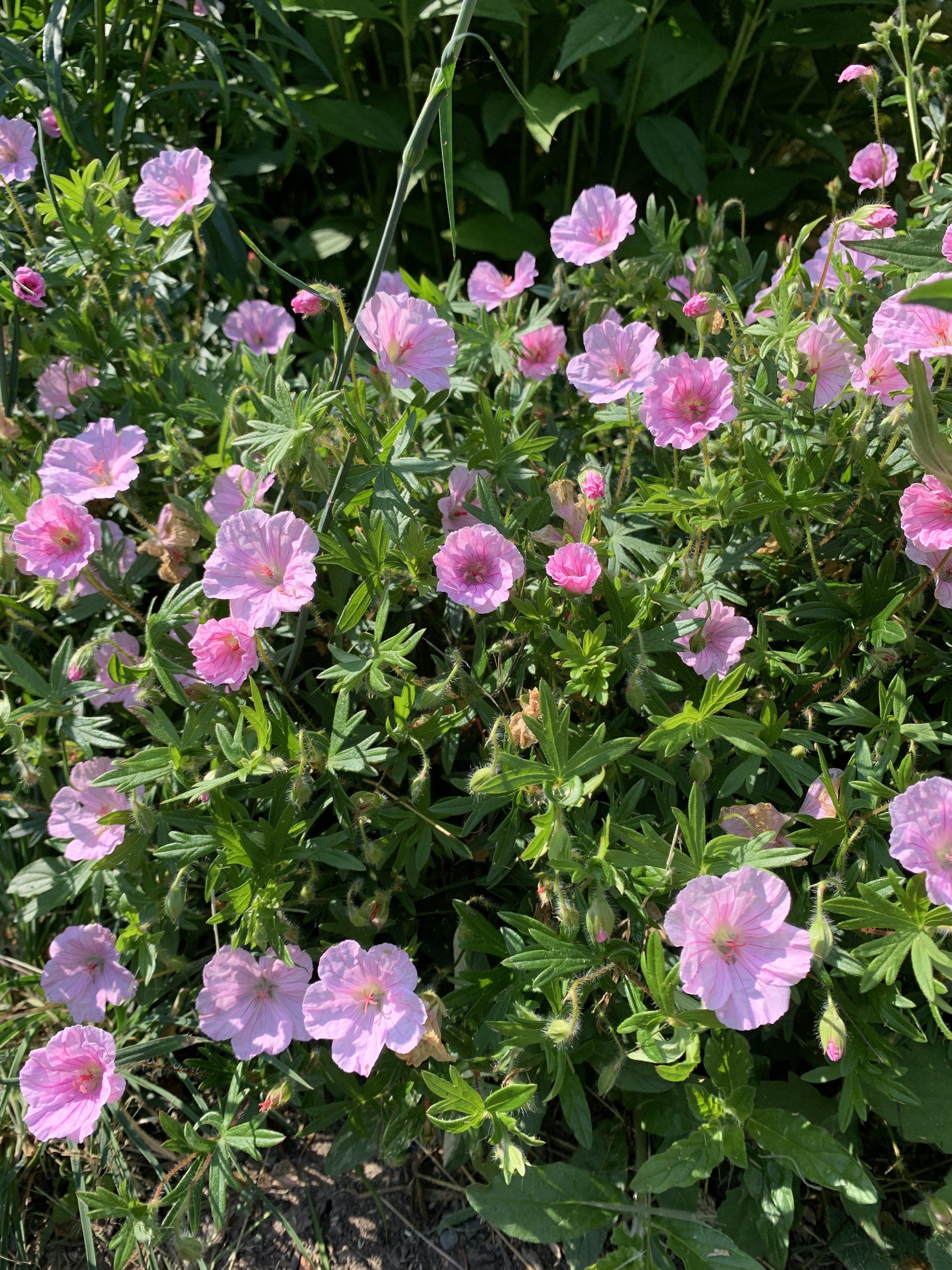 Geranium sanguineum var. striatum