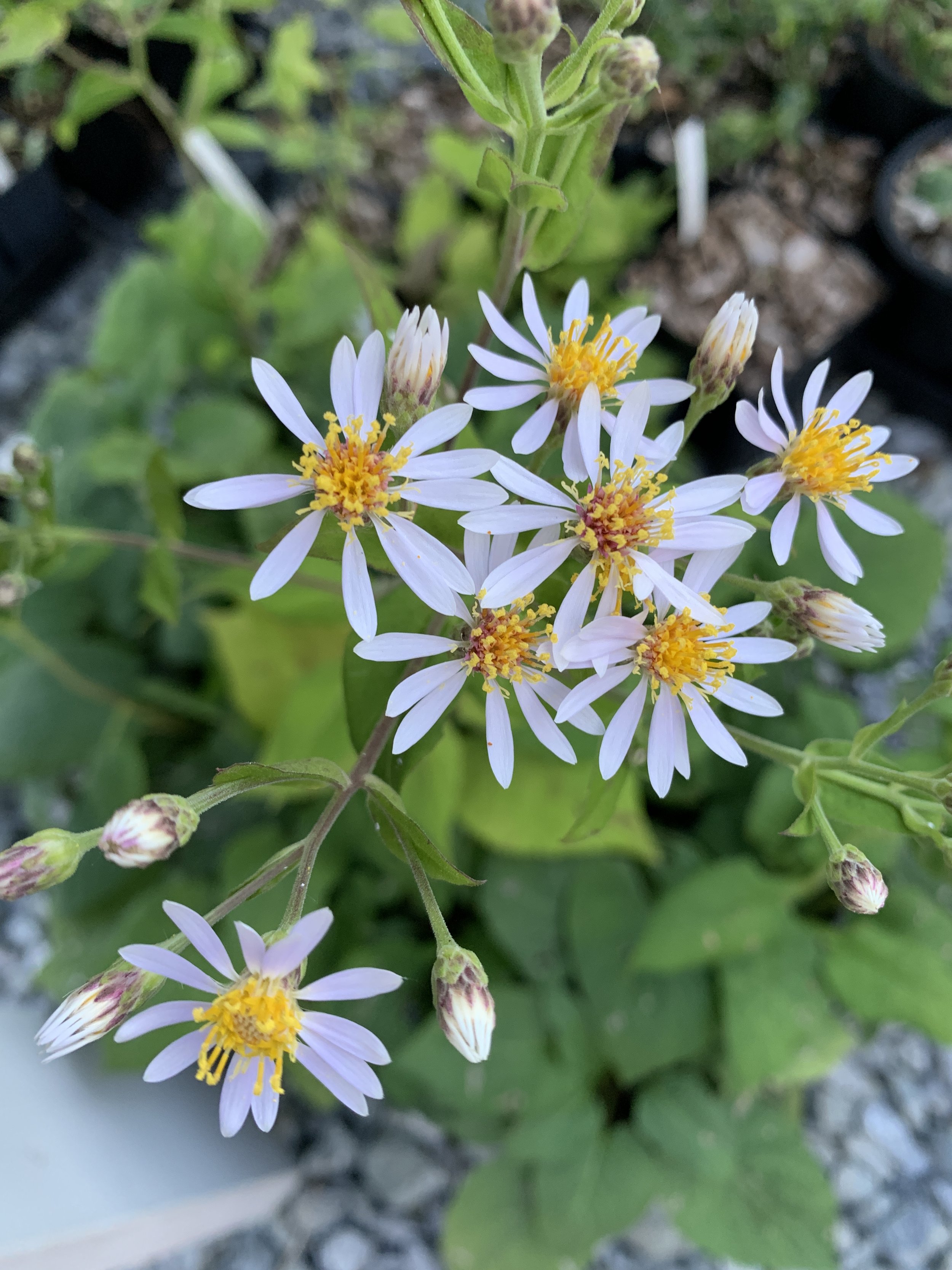 Eurybia macrophylla