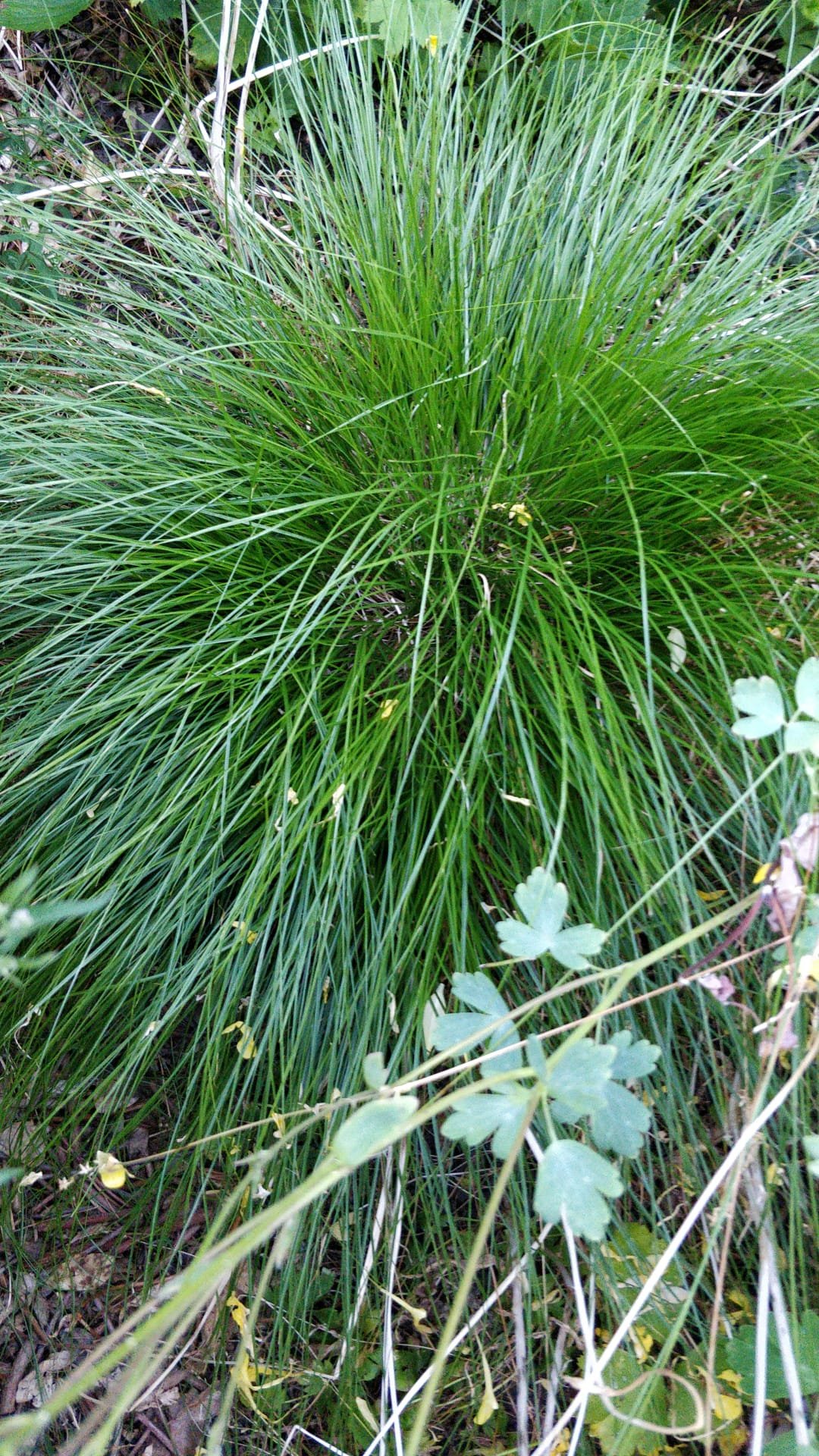 Carex rosea