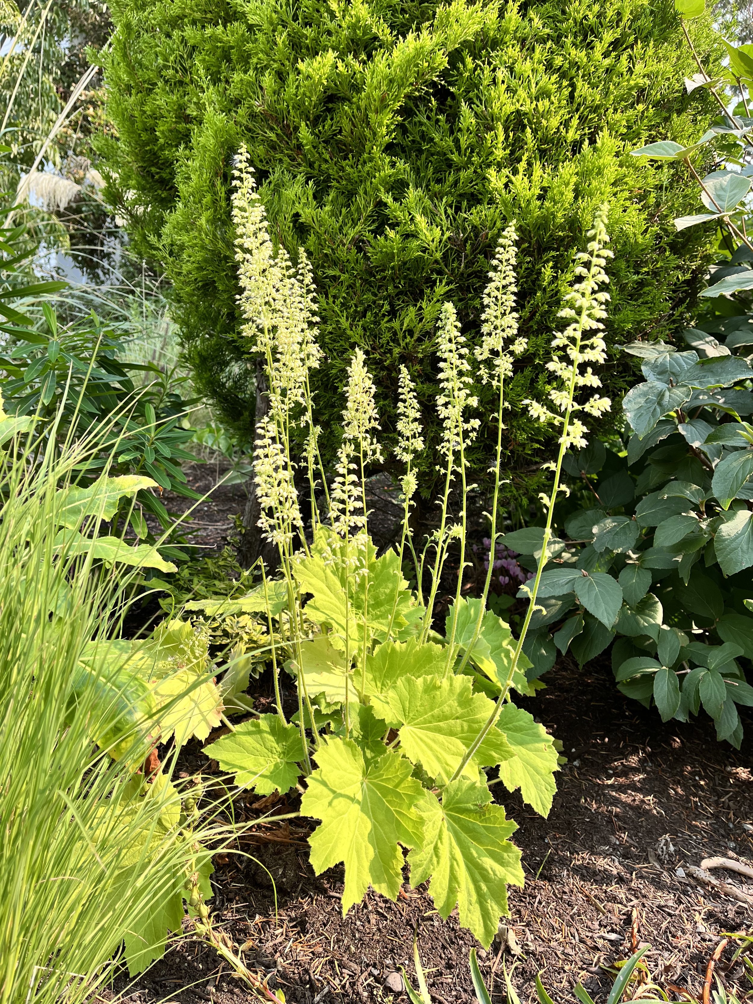 Heuchera villosa