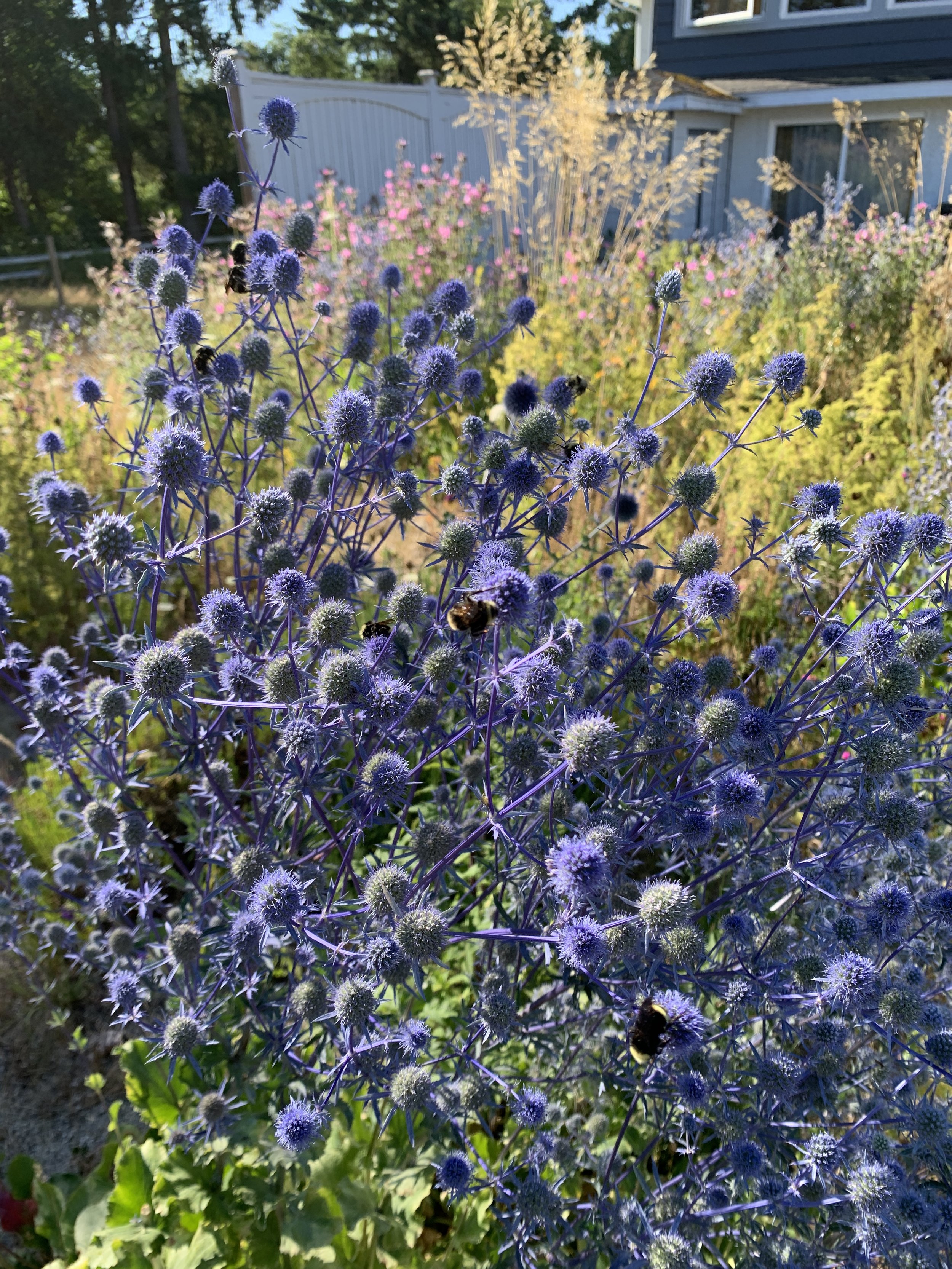 Eryngium planum 'Blaukappe'