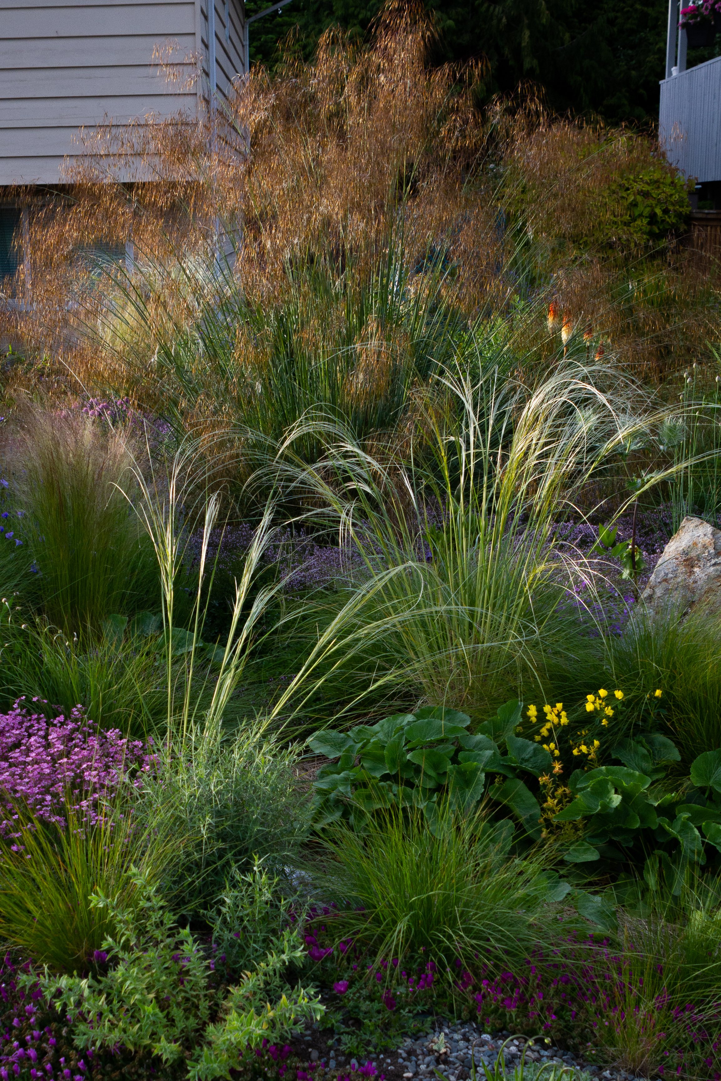 Stipa