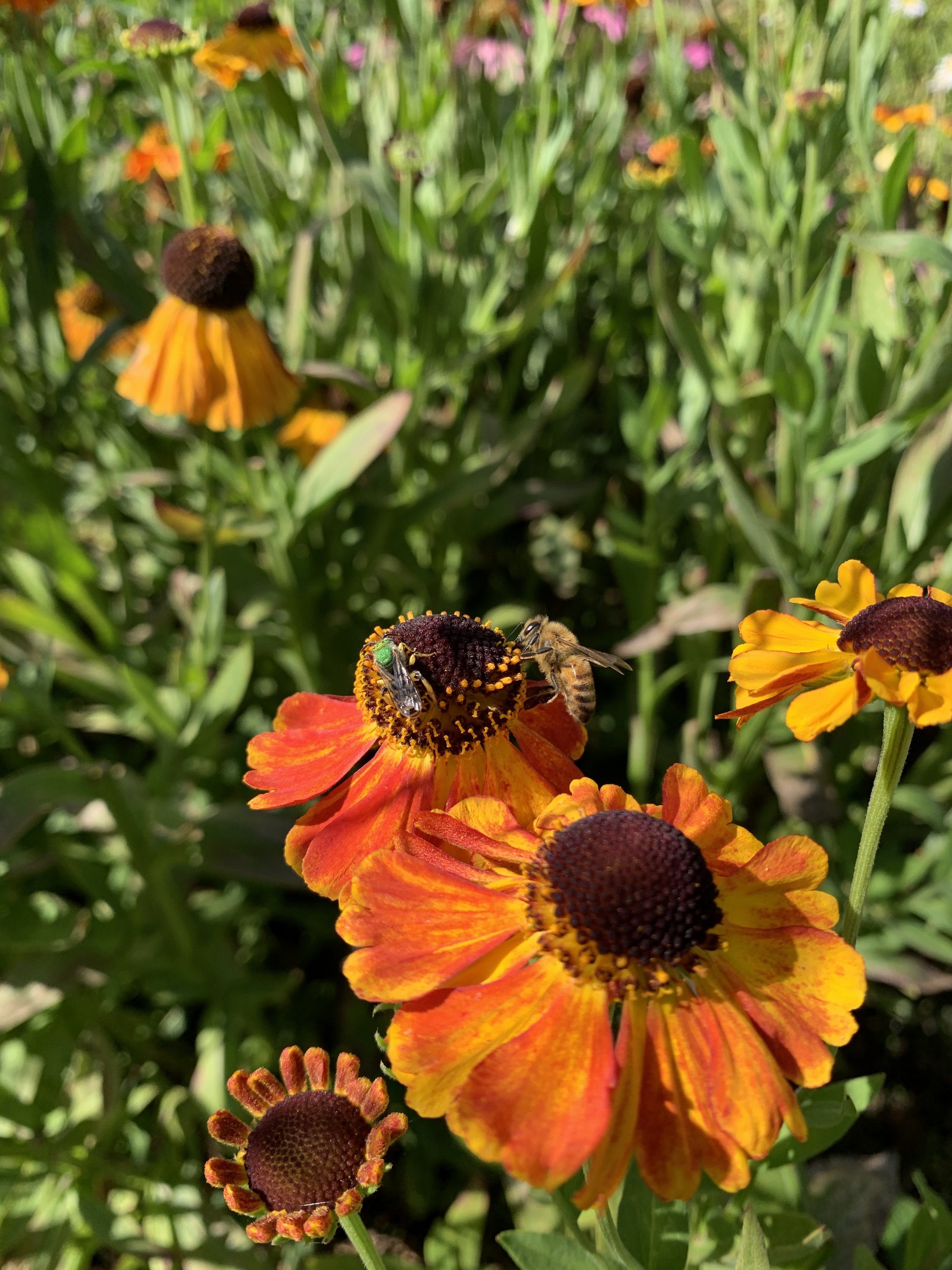 Helenium