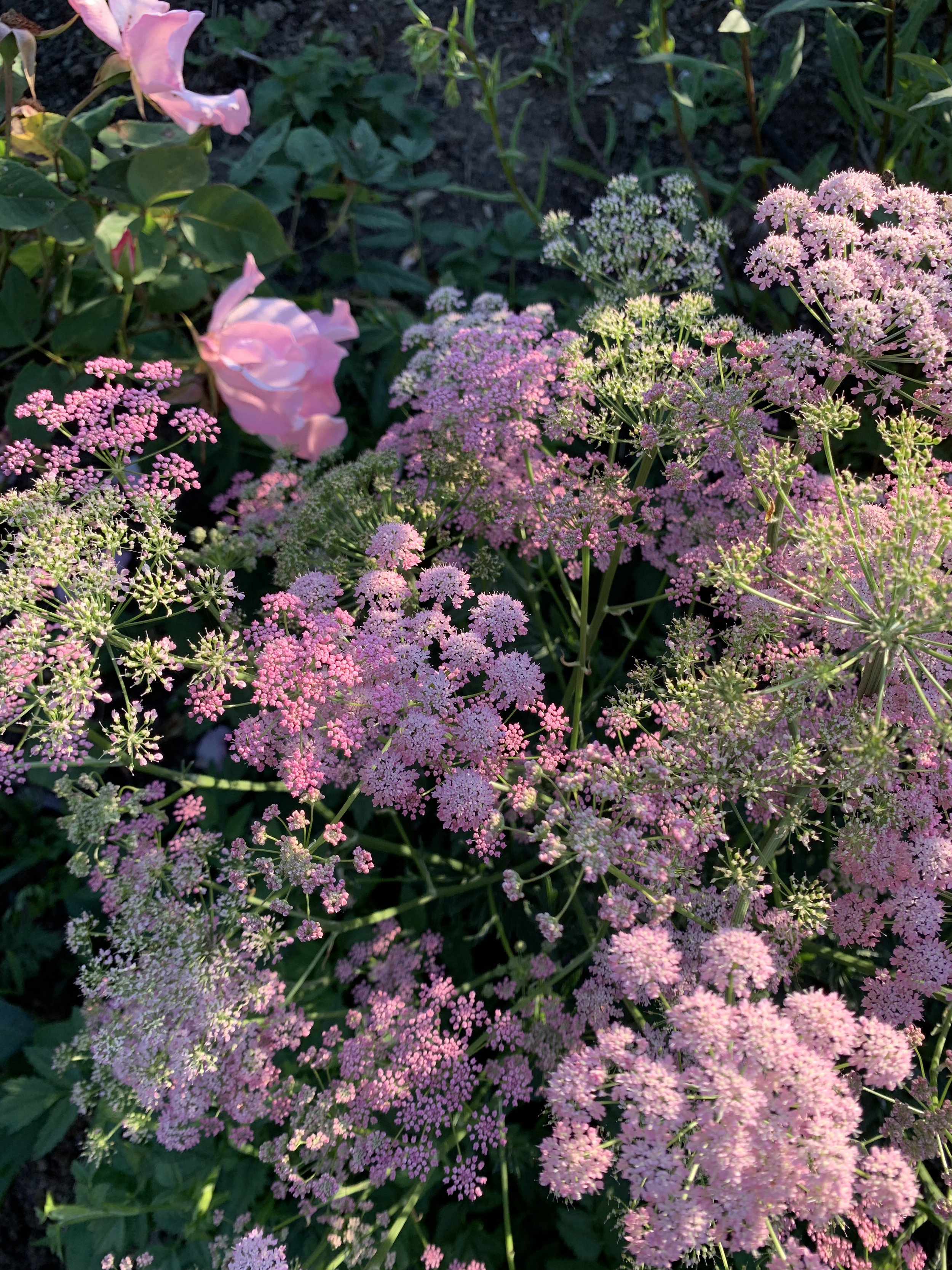 Pimpinella major f. rosea