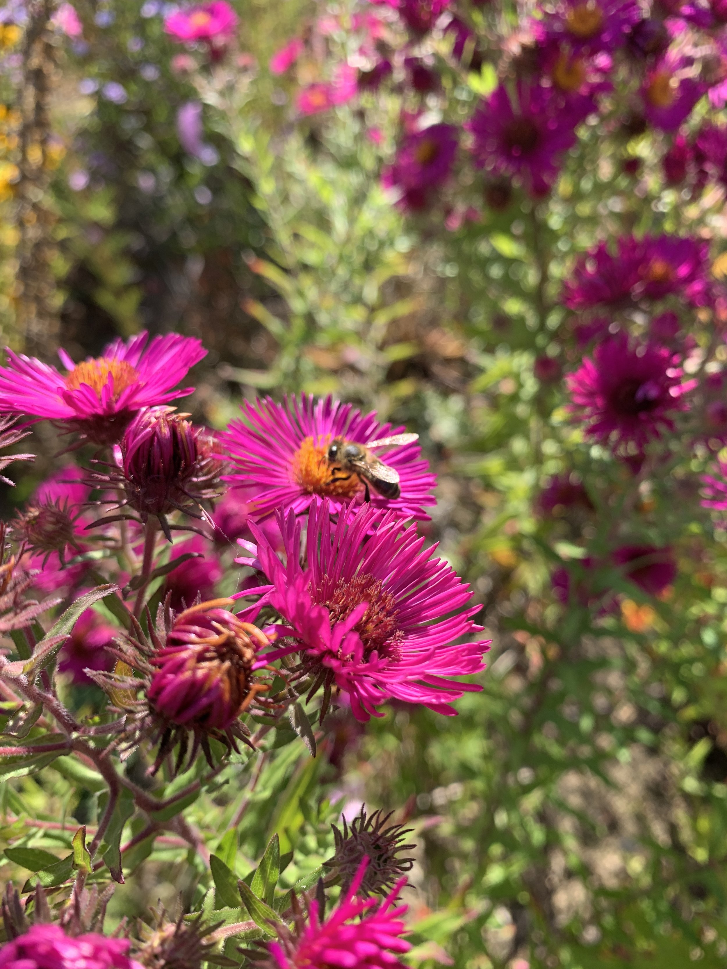 Symphyotrichum 'Primrose Upward'