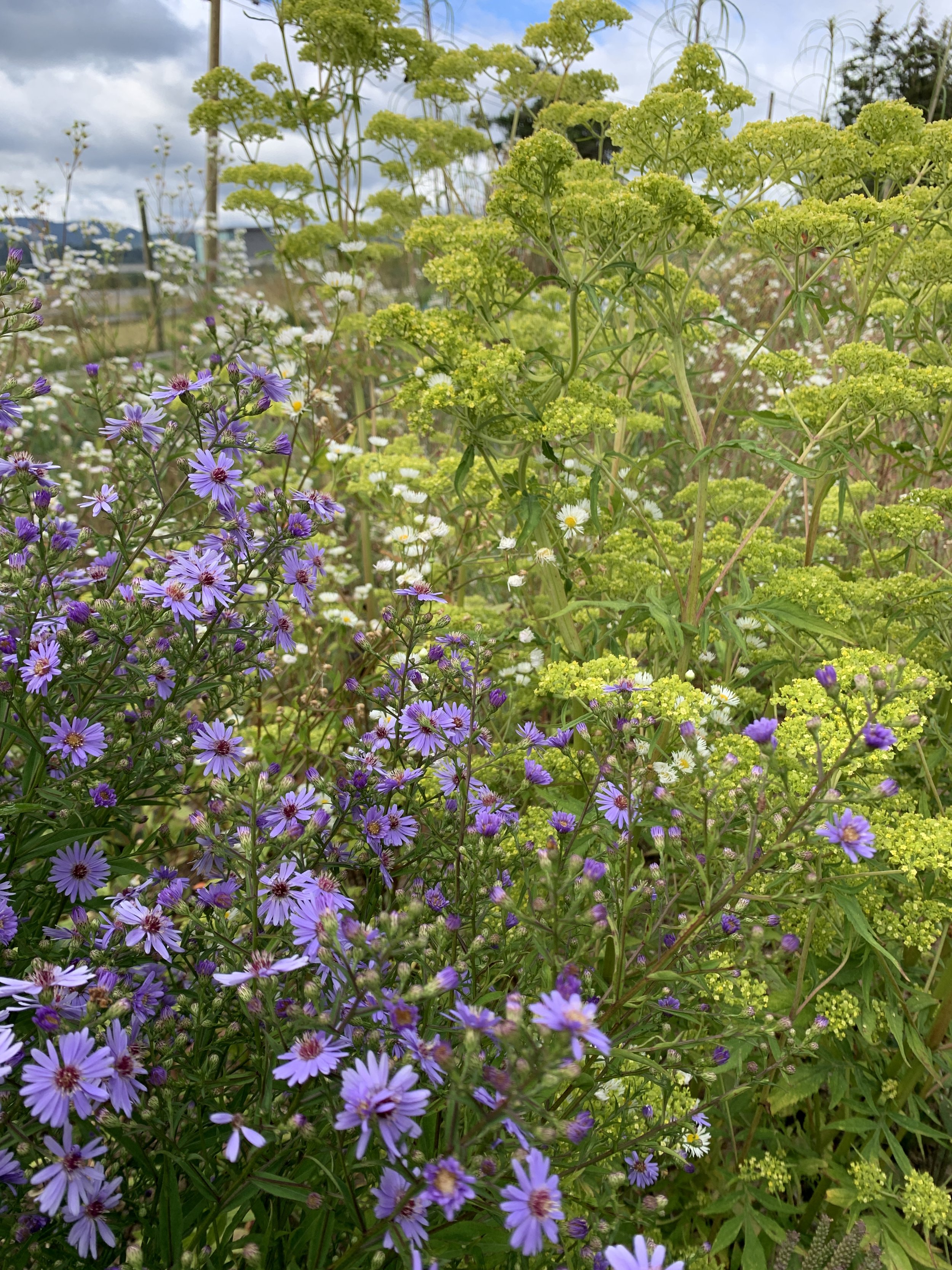 Patrinia monandra