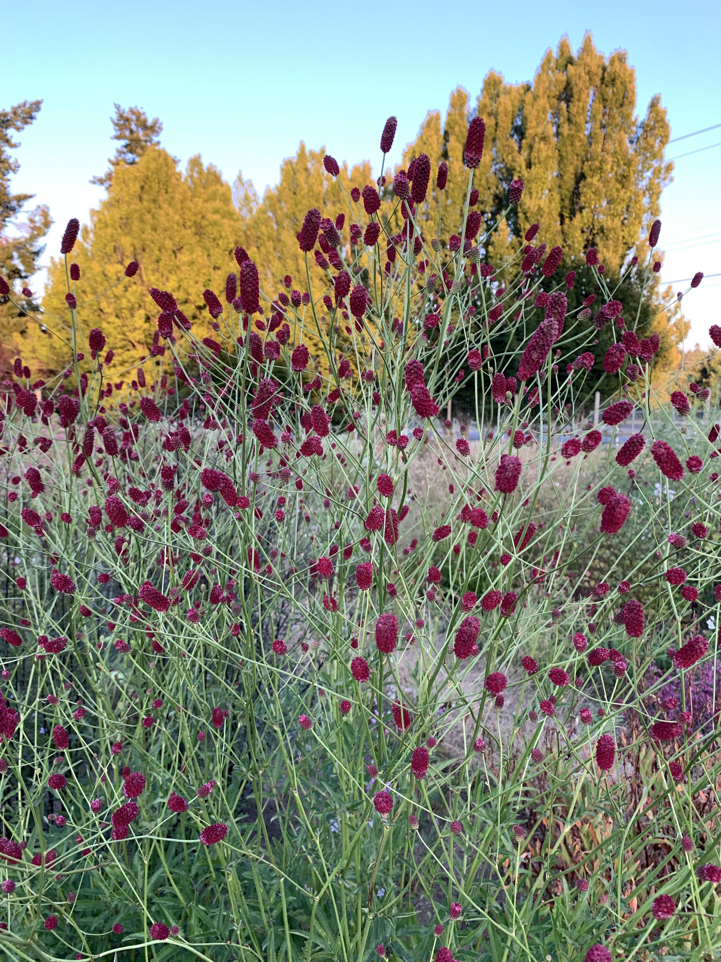 Sanguisorba