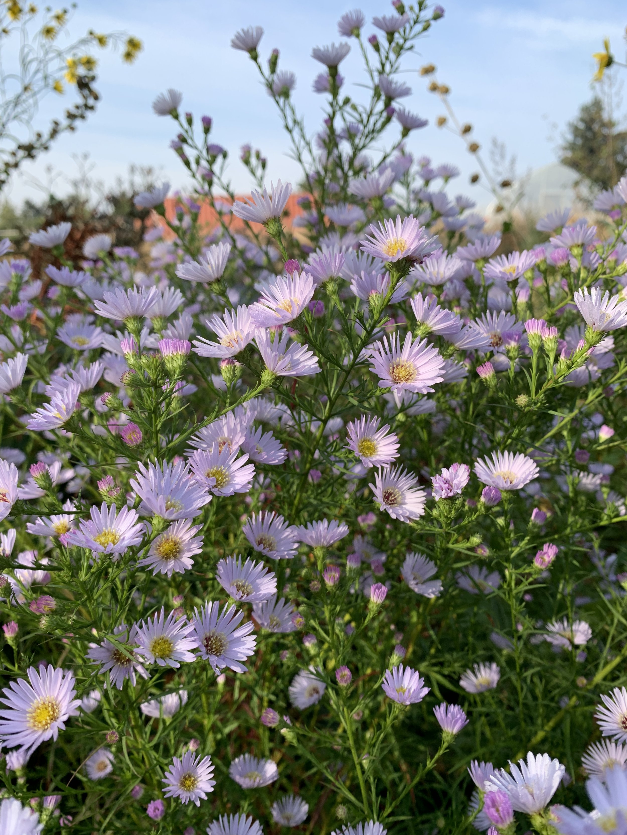 Symphyotrichum 'Anja's Choice'