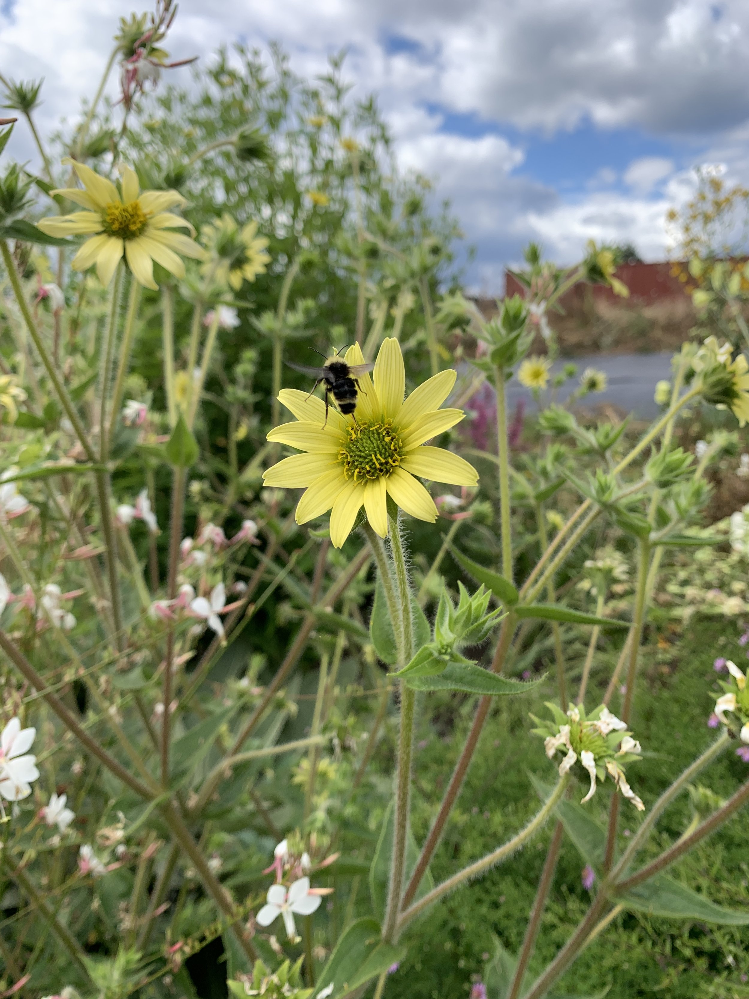 Silphium mohrii