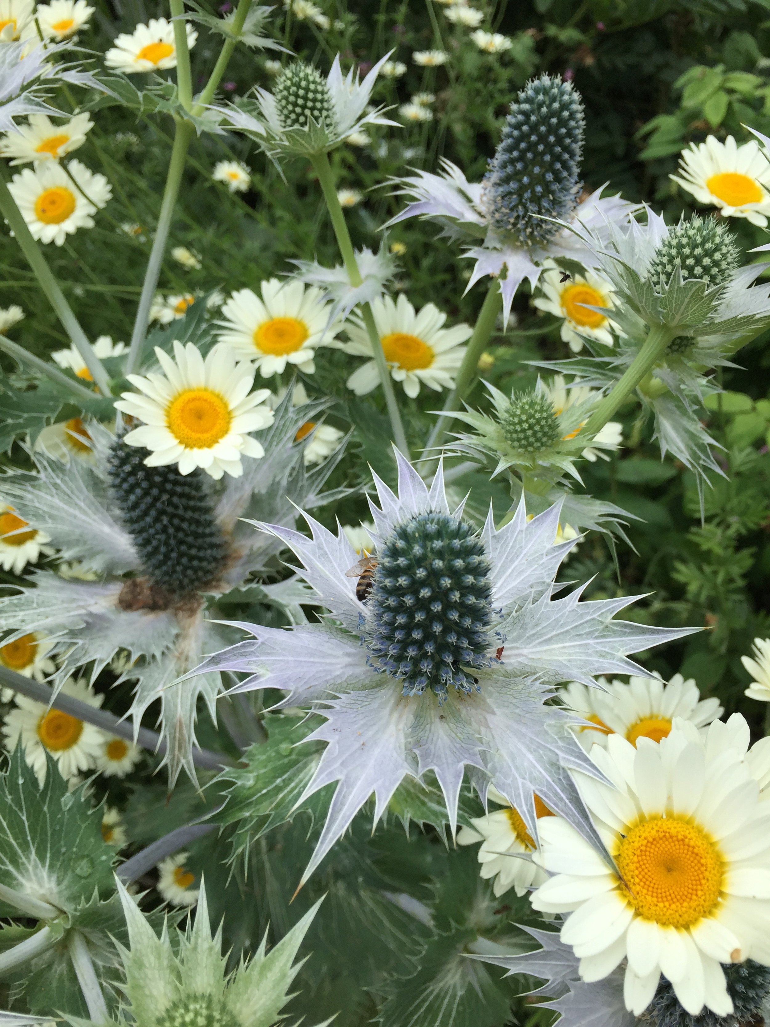 Eryngium giganteum 