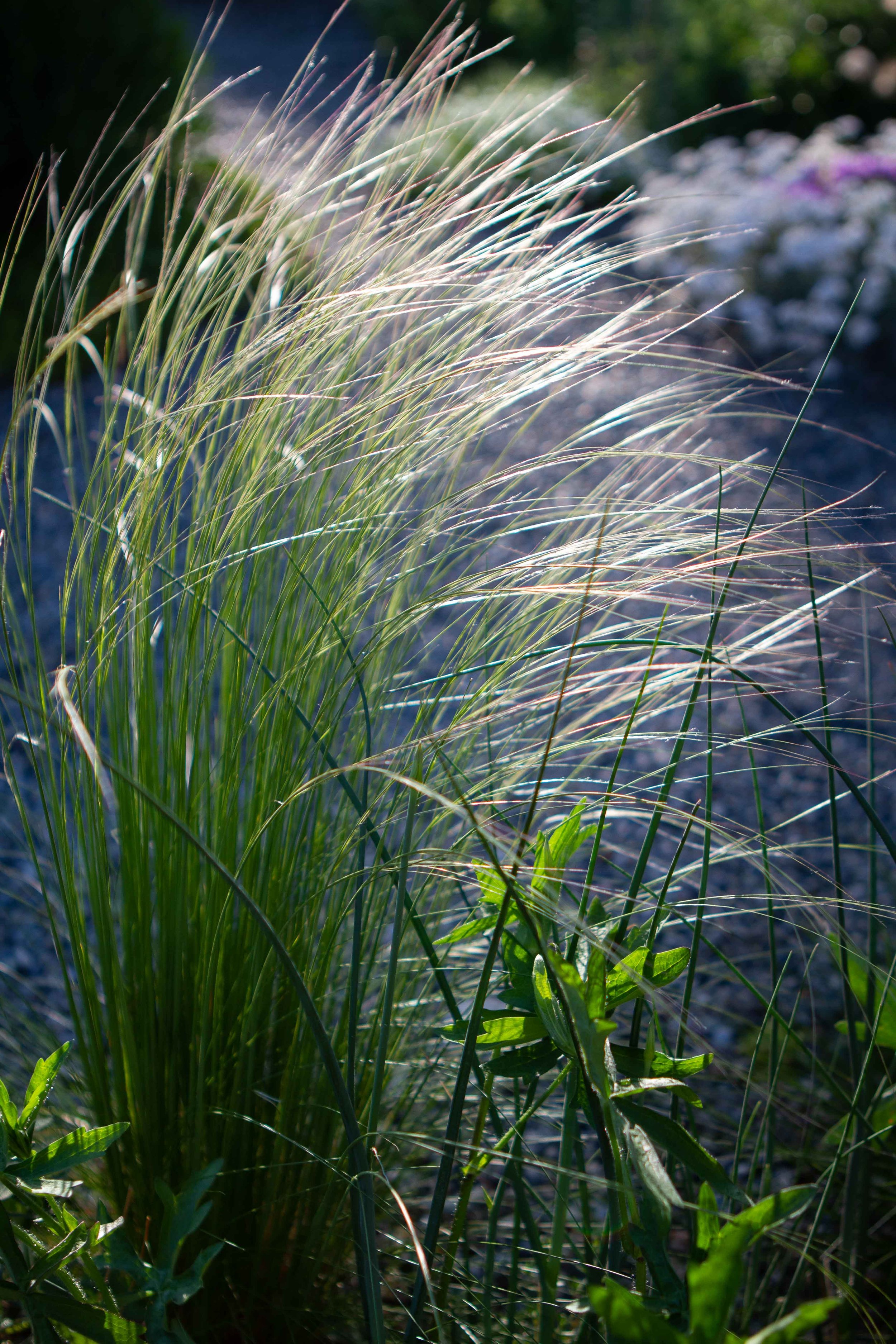 Stipa tirsa