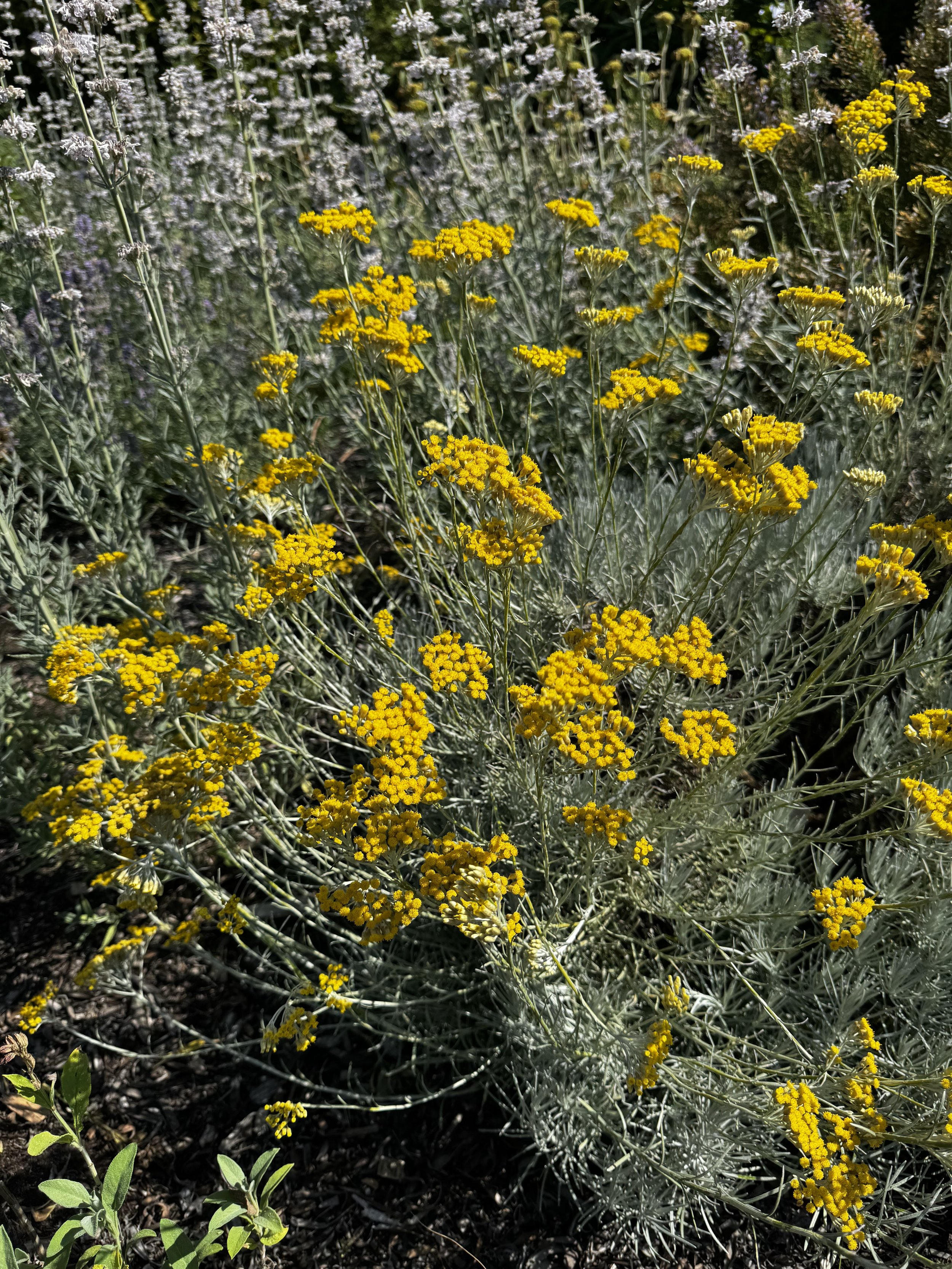 Helichrysum italicum 'Miel et Curry'  Stellata Plants