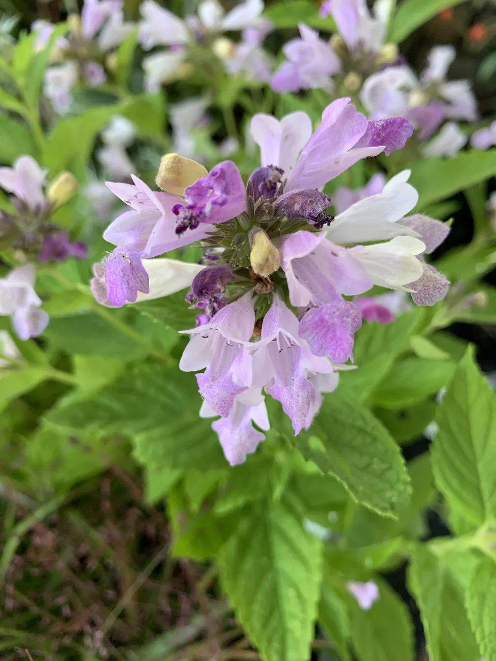 Nepeta subsessilis ‘Pink Dreams’ — Stellata Plants