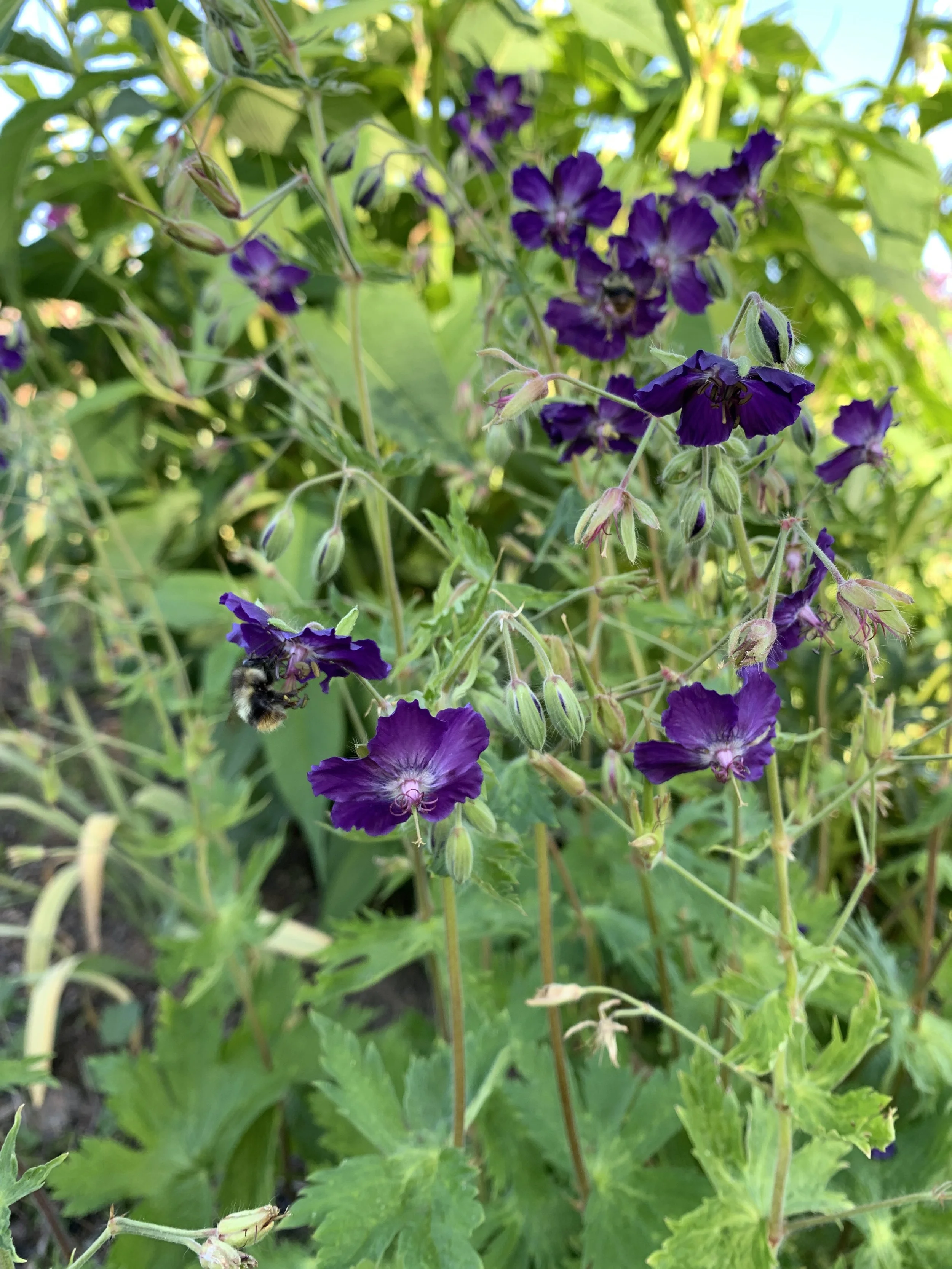 Geranium phaeum ‘Lily Lovell’ — Stellata Plants