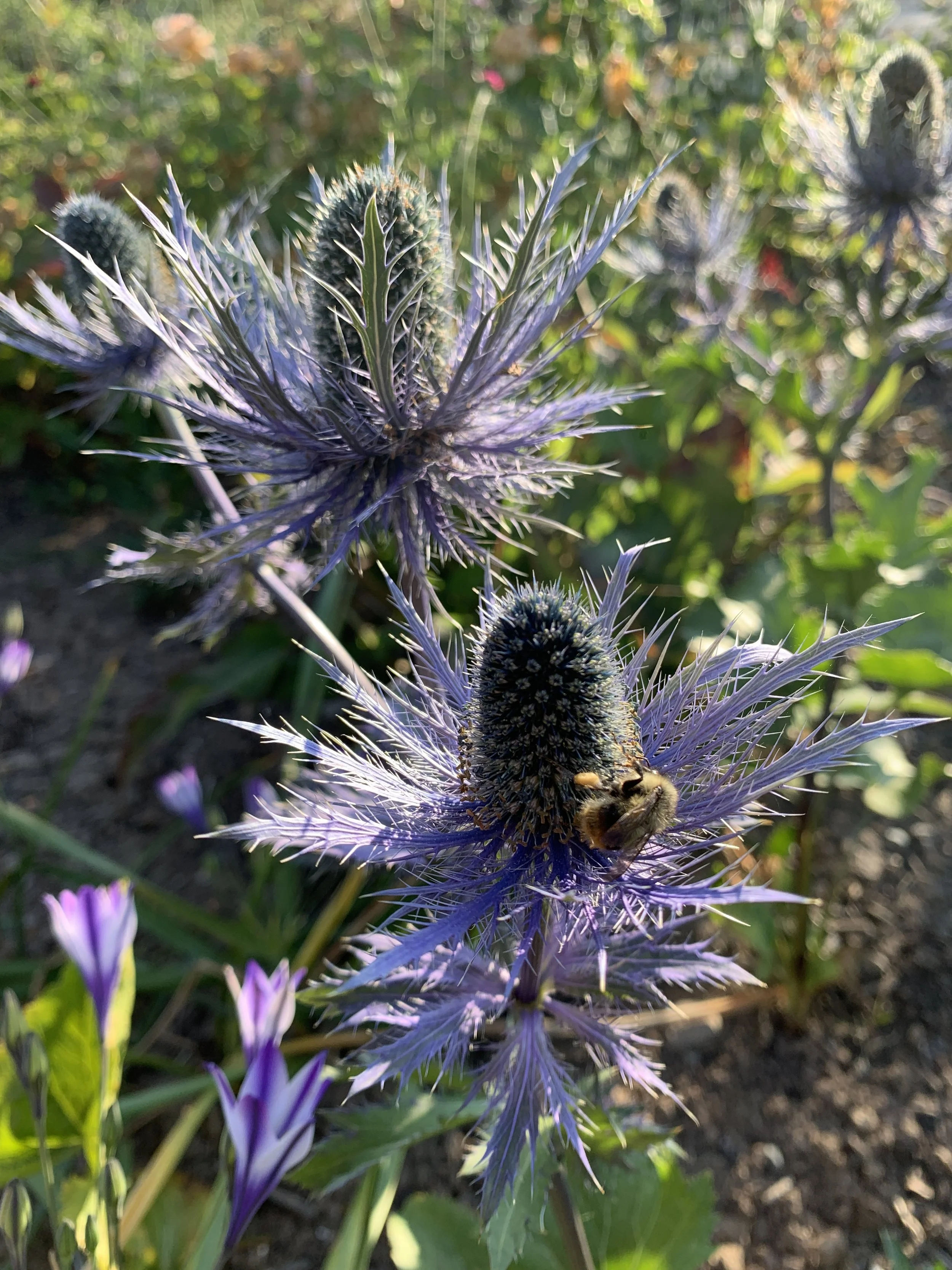 Eryngium alpinum — Stellata Plants