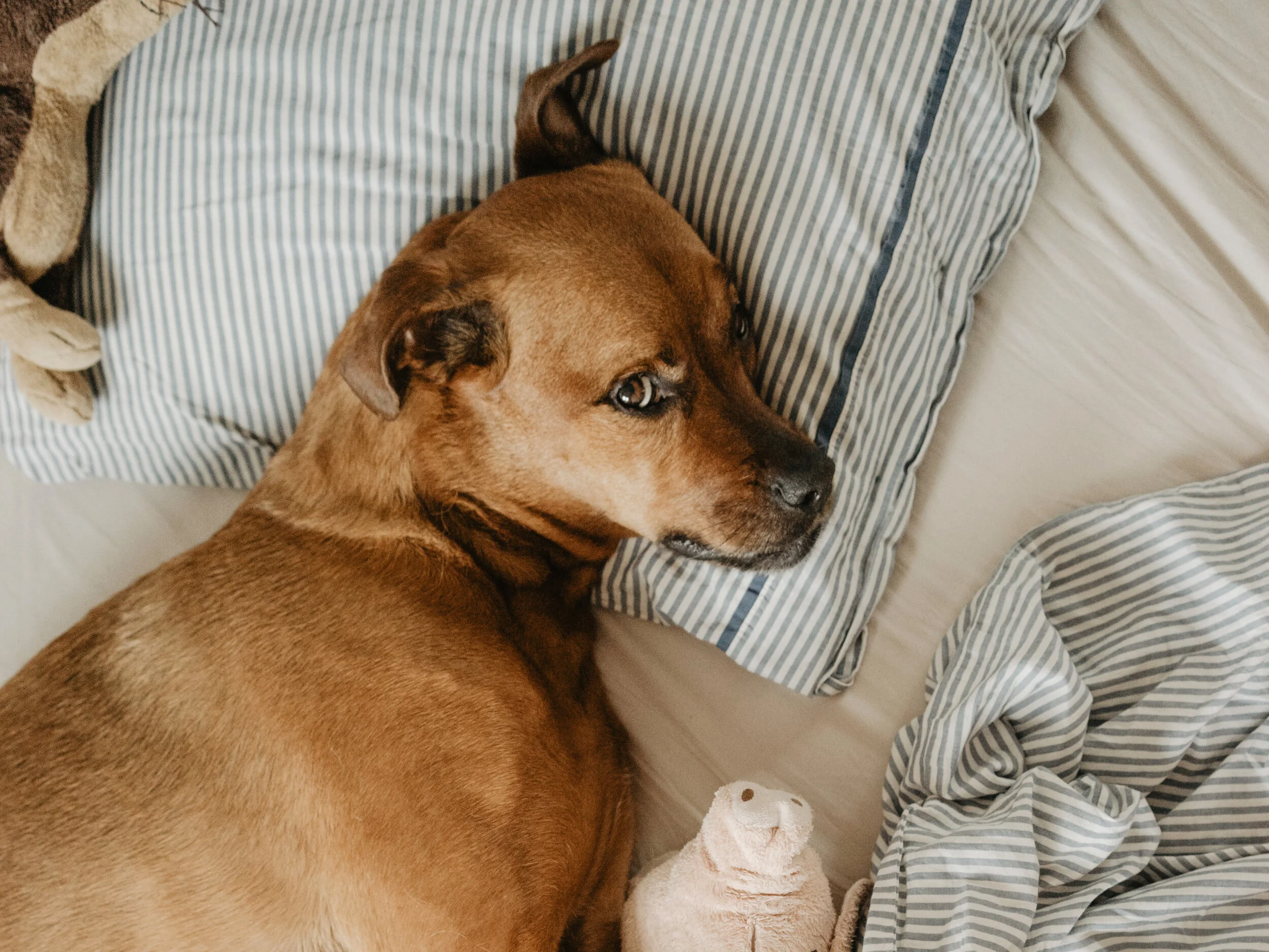 What was trending on Google Easter week? Fake sleep anyone?