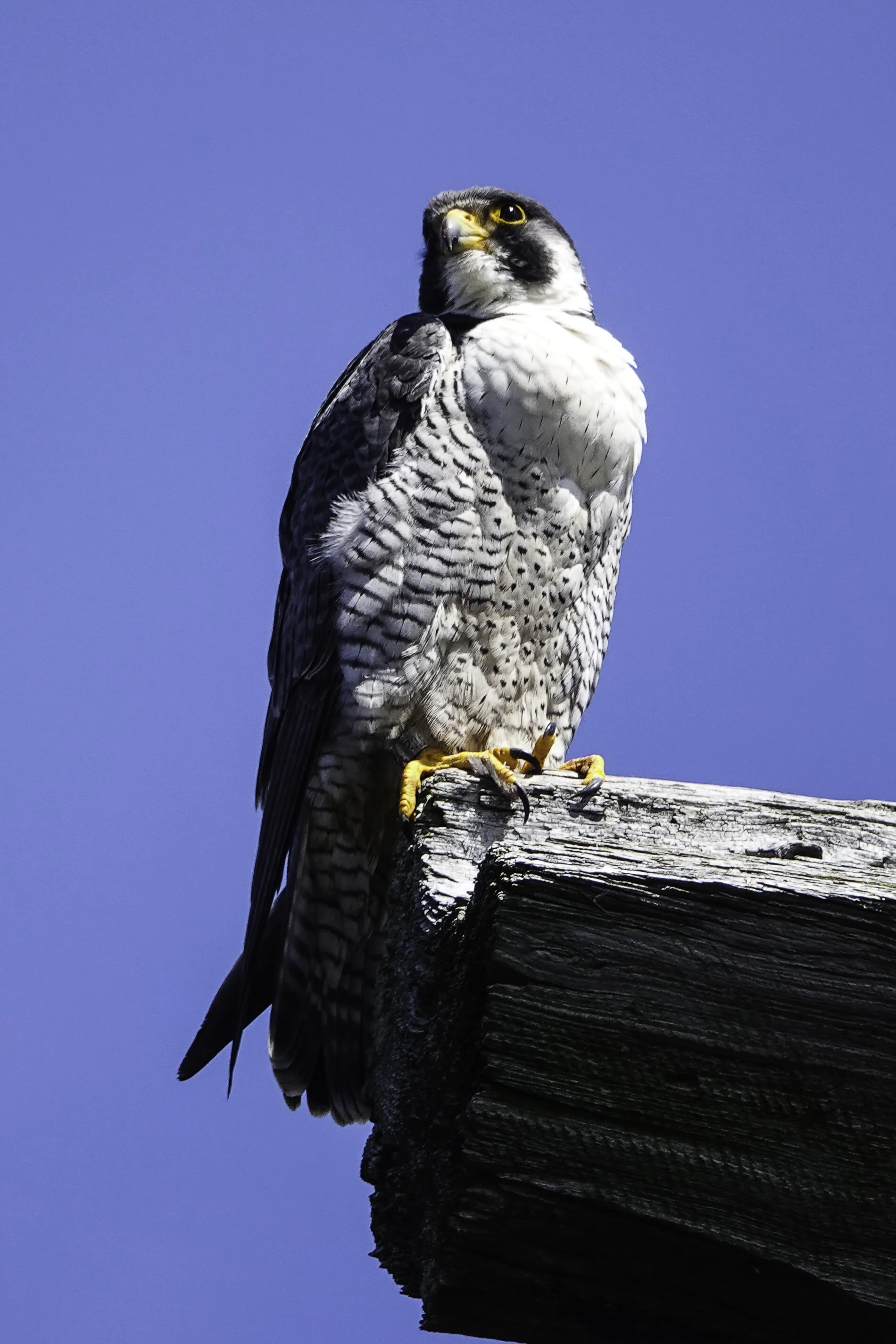 Peregrine Falcon