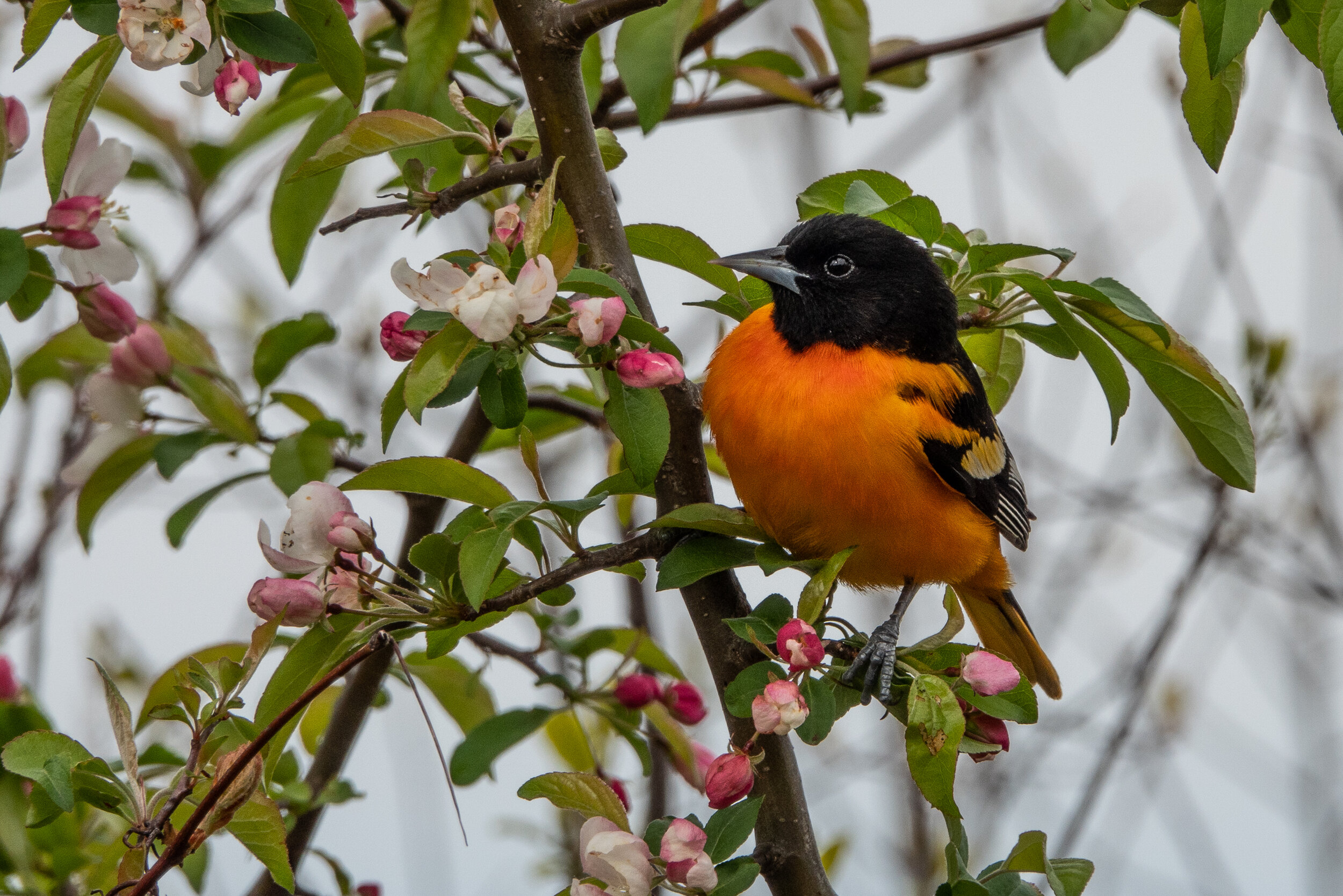 oriole-2.jpg