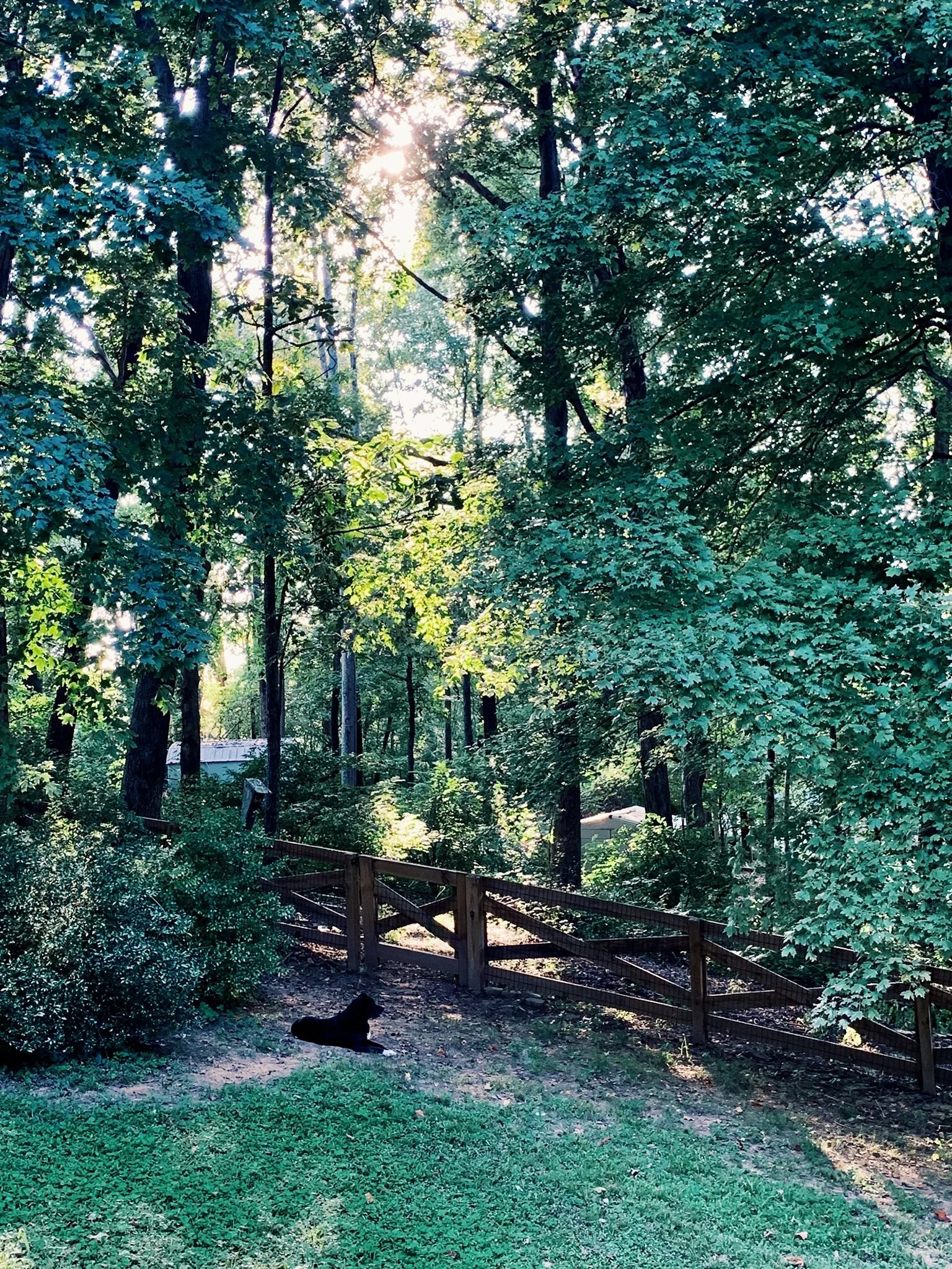 Back Yard Banner.jpg