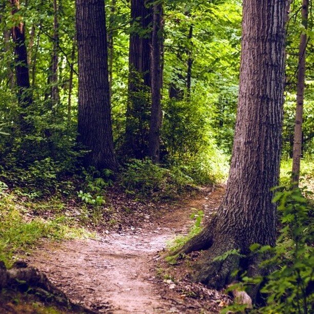 Forest Bathing and Poetry Sept 22!!

But, you ask, what exactly is forest bathing? There are two requirements: the presence of trees and slowing down enough to relax! 

Barren Ridge Vineyards
Sept 22, 4-6pm
$25 Registration at
www.stonesoupbooks.net
