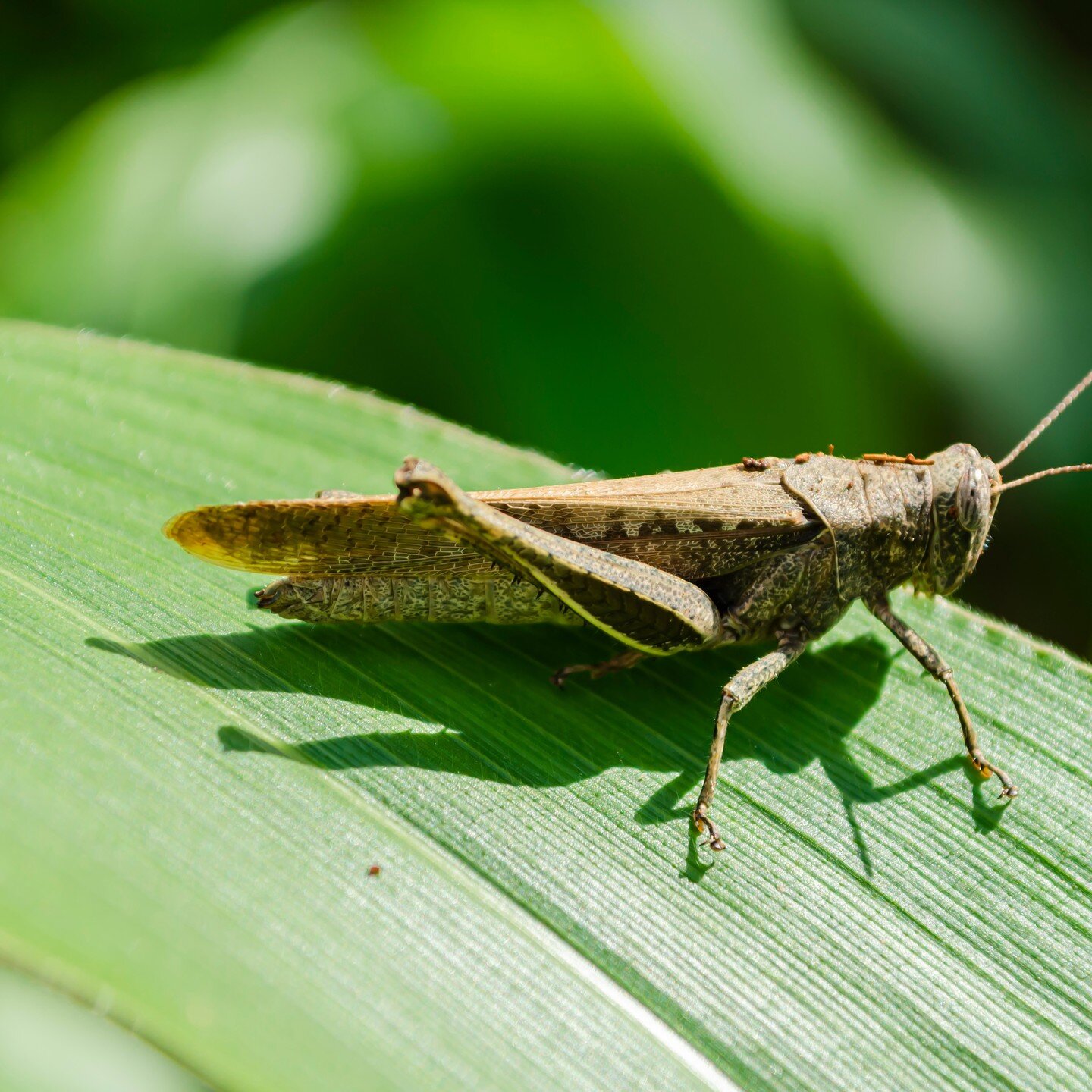 Crickets are earth-angels.

Want to hear what crickets sound like to each other? We hear more quickly than they do, so we just hear a chirp. Follow this link to hear cricket language. Earth-angels indeed! 

https://www.youtube.com/watch?v=OON57EcIbuo