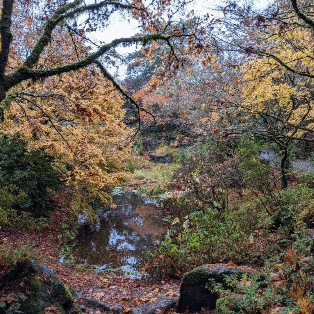 The Forest Wears Her Autumn Gown: Look, listen, smell, touch...fall in love with the bliss.

From A Litany of Wild Graces at https://www.sharifaoppenheimer.org/books 

Witness earth&rsquo;s weight shift 
as she moves toward quiet, 
toward her fragran