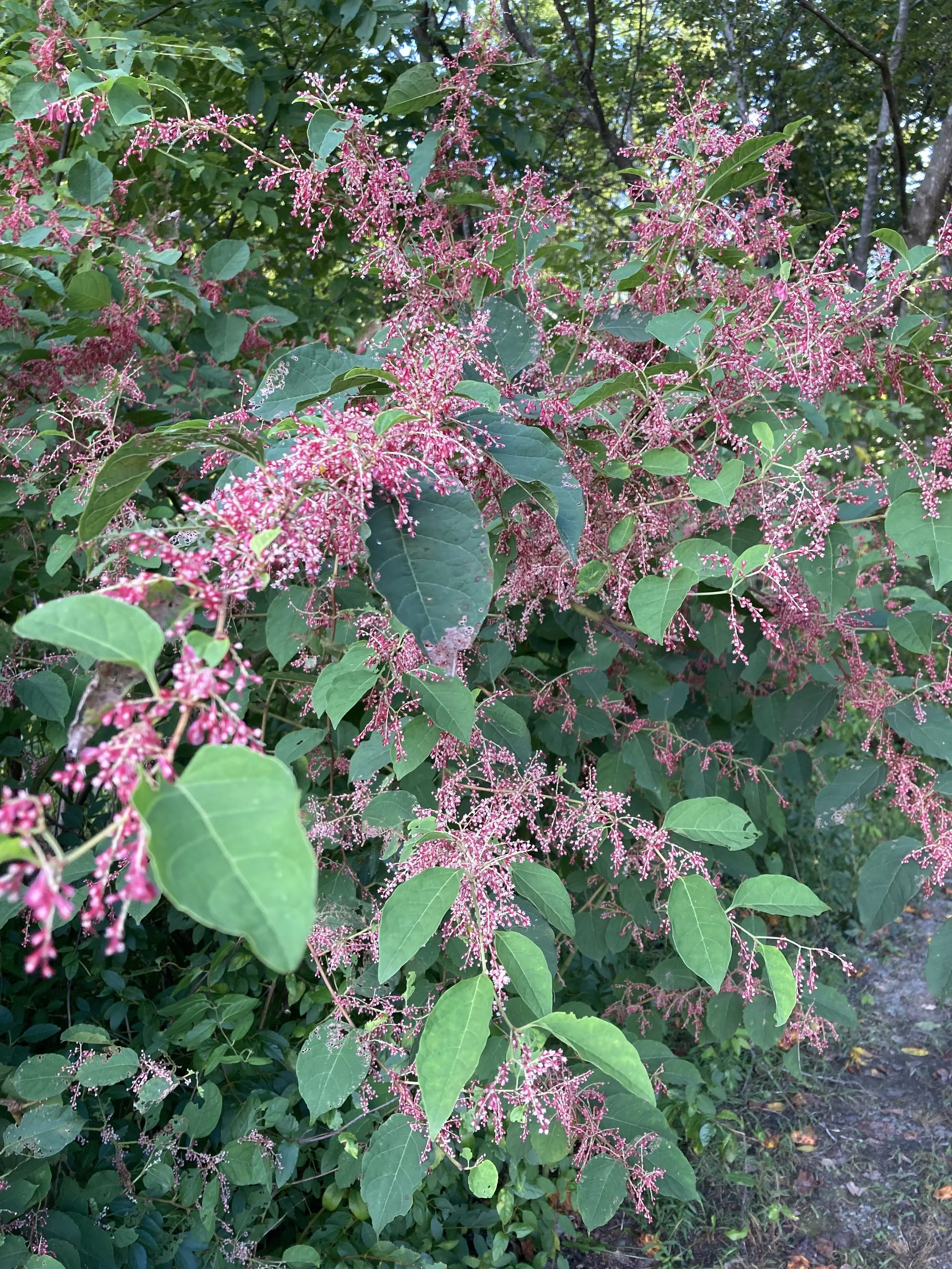 knotweed.jpeg