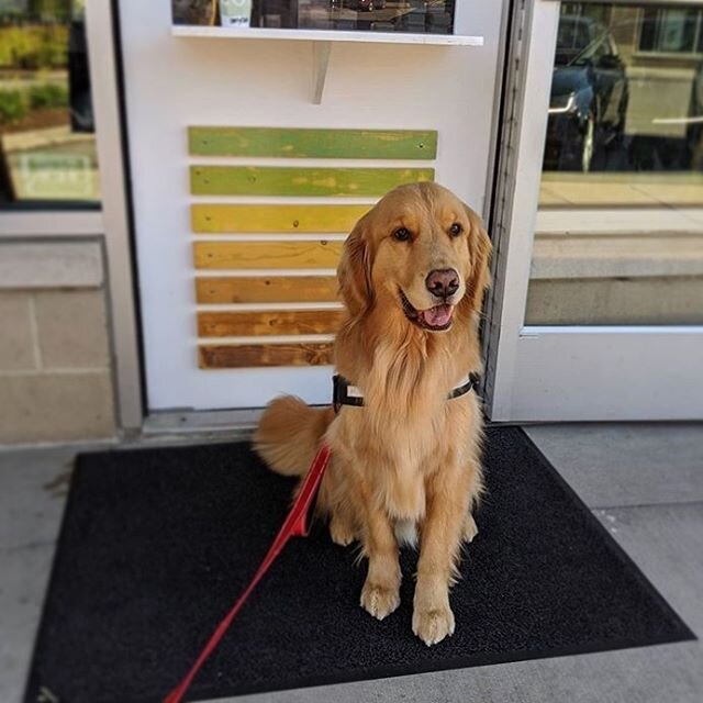 Meet @gryffin_the_golden or Gryffin Nathaniel if you call him by his full name 😍 A registered therapy dog and all around sweetheart, he&rsquo;s one of the #dogsofconvive keeping it cool around here. Stay golden, Gryffin 🥰
.
We love meeting our dog 