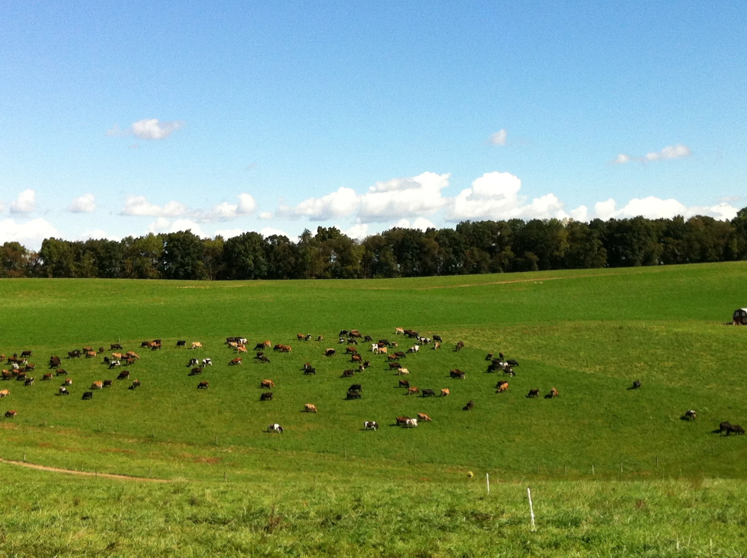 100% Organic Grass-Fed Beef &amp; Dairy