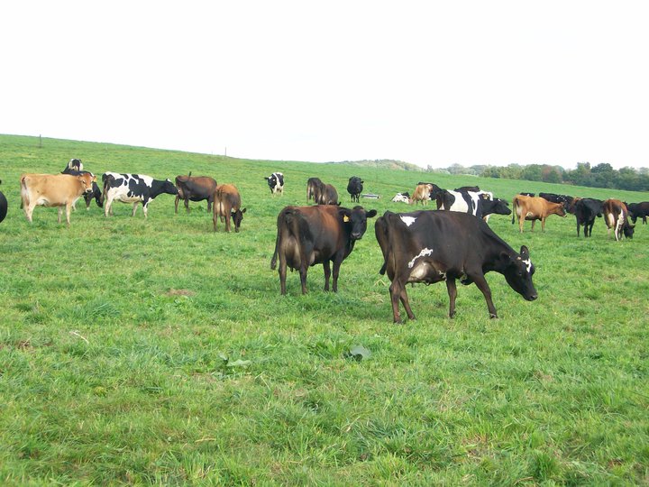 cows3.jpg