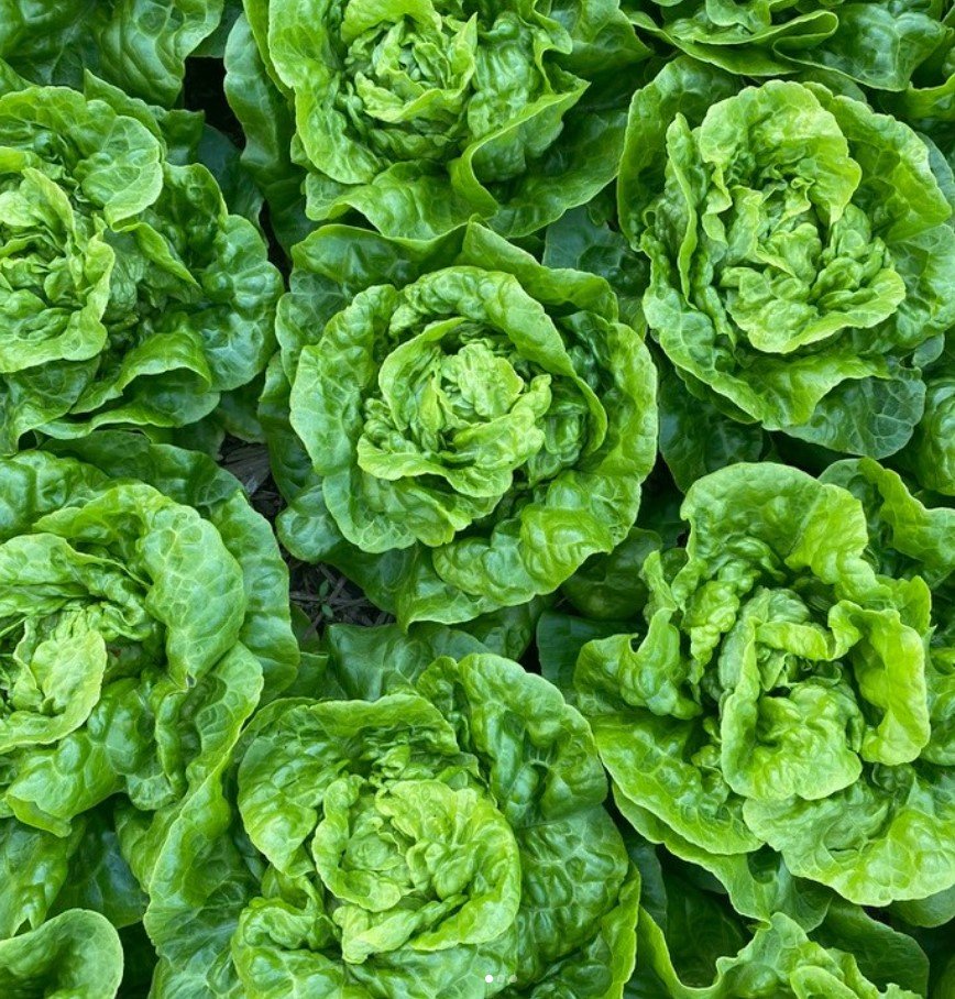 good-earth-farm-seeds-lettuce.jpg