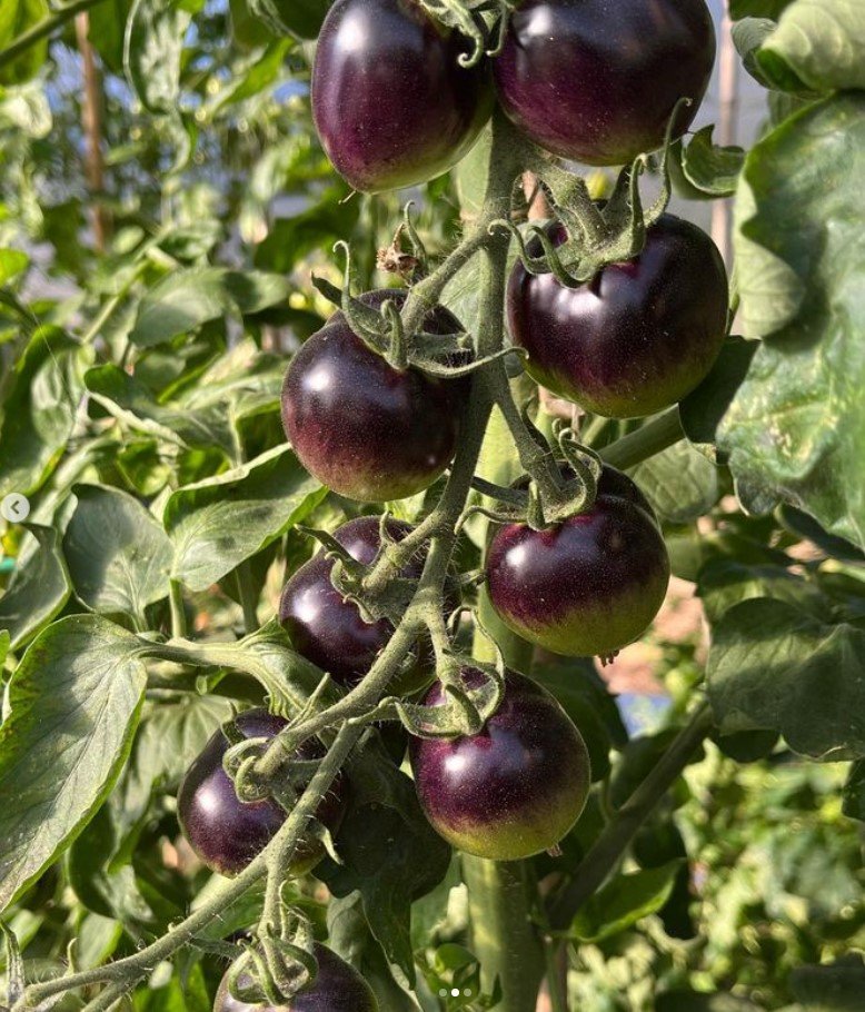 good-earth-farm-seeds-tomatoes.jpg