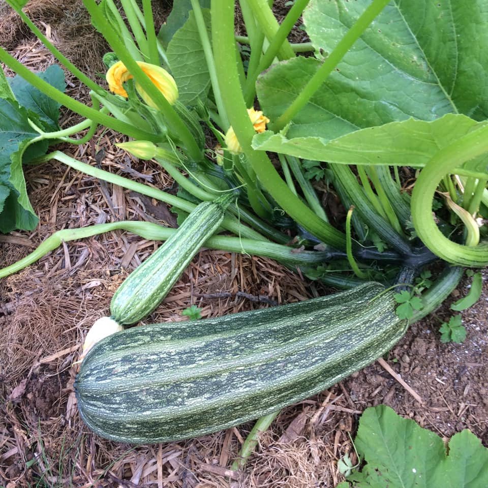 good-earth-farm-seeds-summer-squash.jpg