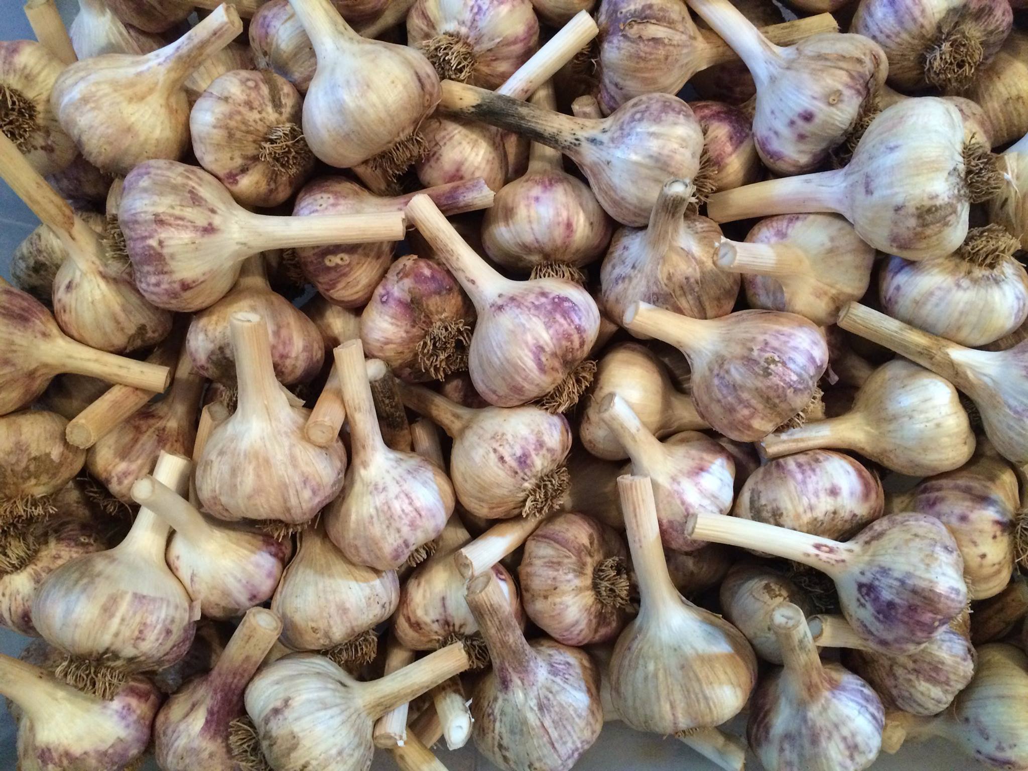 good-earth-farm-seeds-garlic.jpg