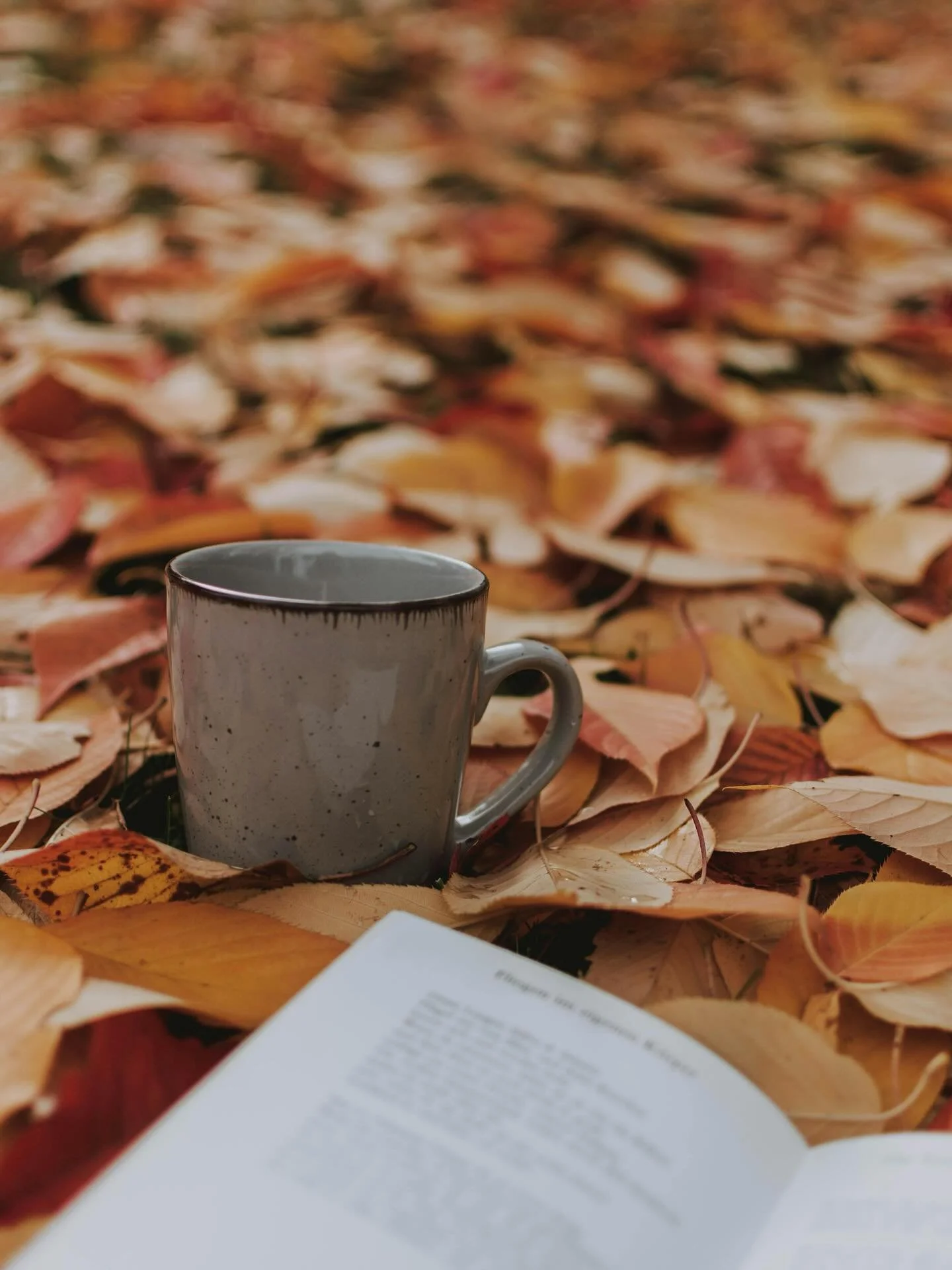 What a display the trees are putting on this autumn! 🤩
We probably all have our favourites around town we’ve been watching excitedly as the leaves have been shifting and brightening almost daily. 
But the winds have been-a-blowin’, and