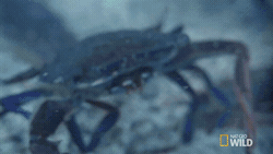 Sea_Otters_and_Their_Kitchen_Tools_Nature_Tech.gif