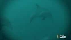 Encrypted_Communication_with_Dolphins_Nature_Tech.gif