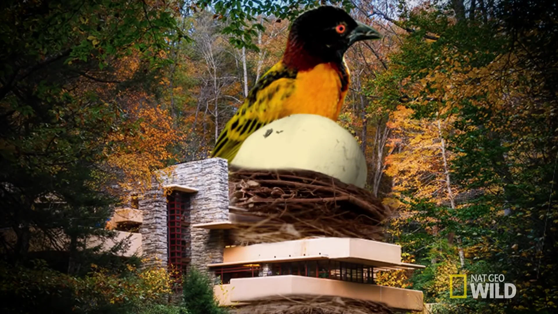Home Renovating with Nesting Birds Nature Tech_Moment.jpg