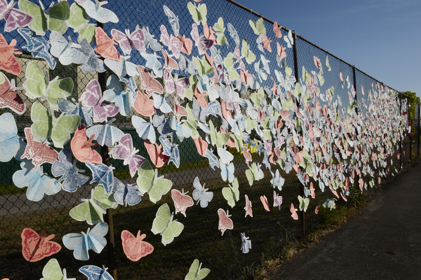 Butterflies front (1).png