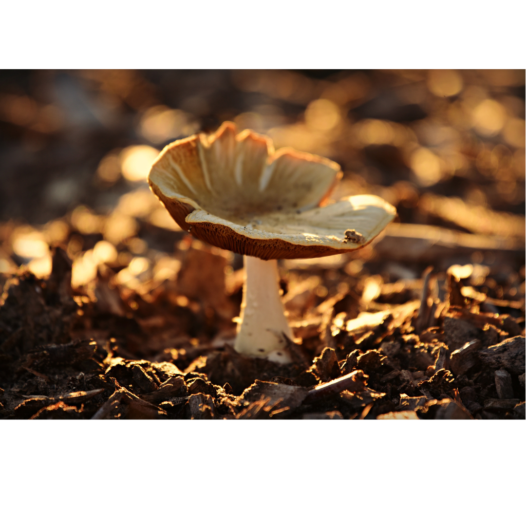 Mushroom Appreciation Day &amp; Community Picnic