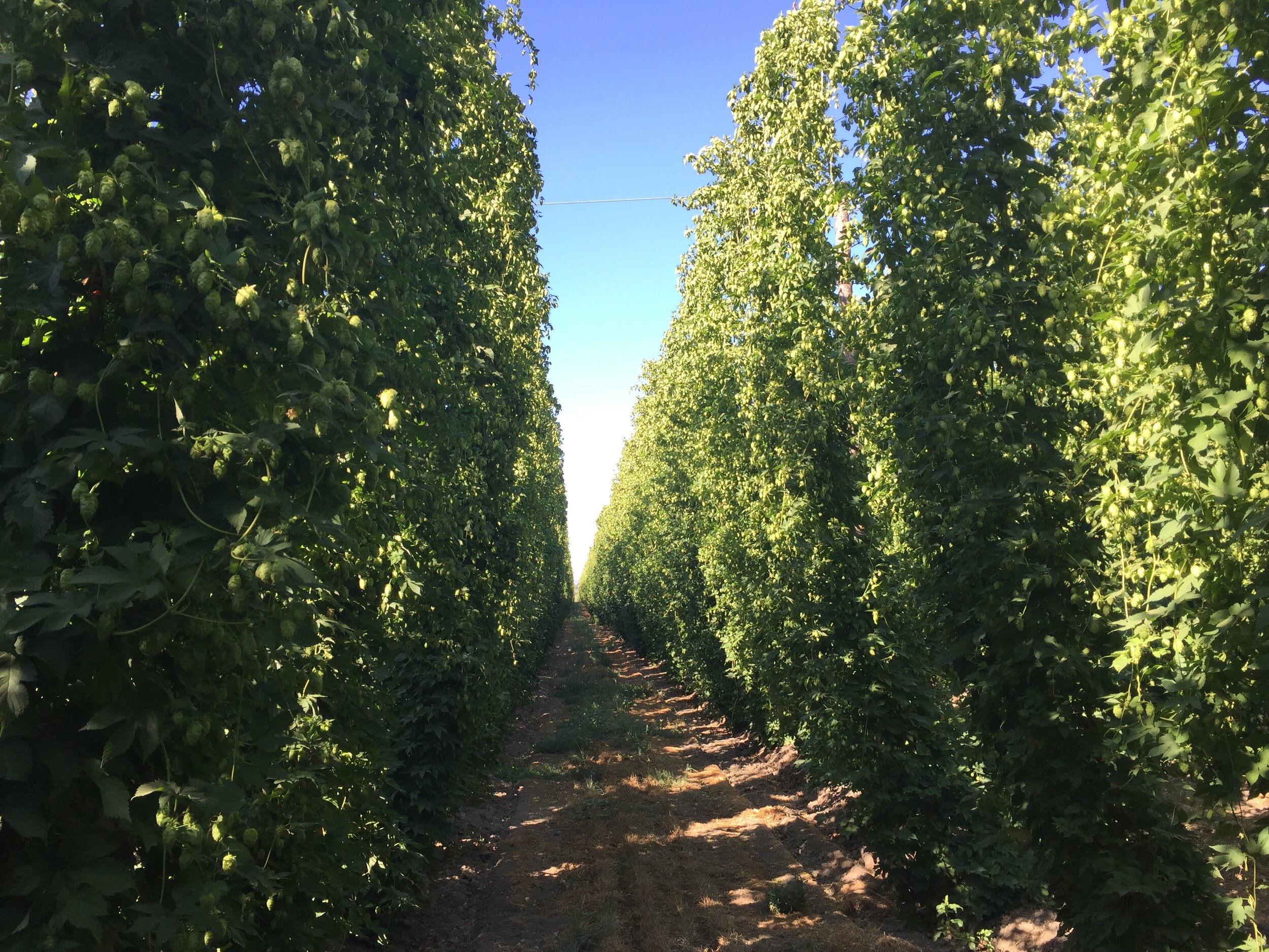 hop row.JPG